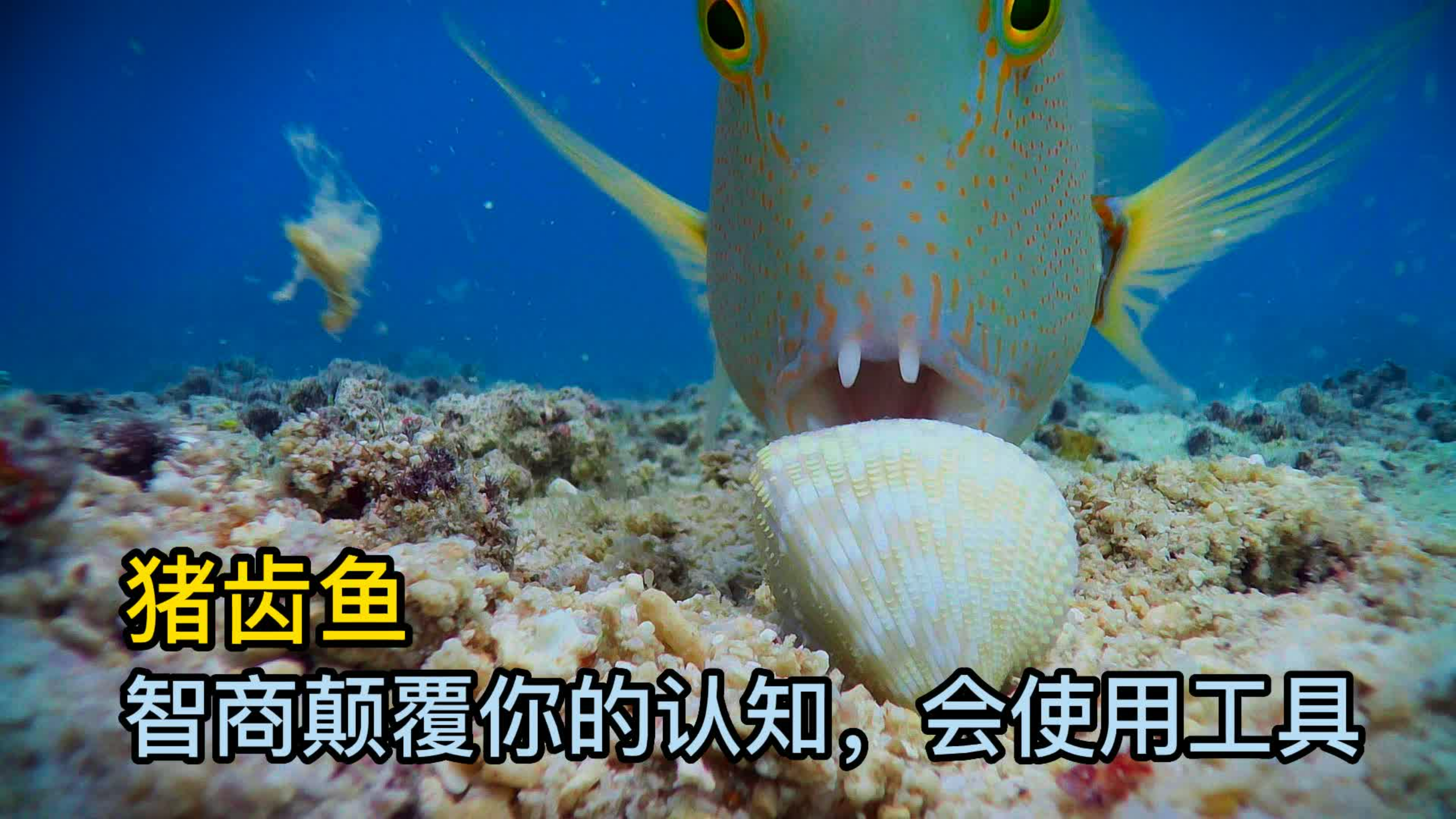 珍鲹逆天改命, 捕鸟入为食。 猪齿鱼的智商,颠覆你的认知。