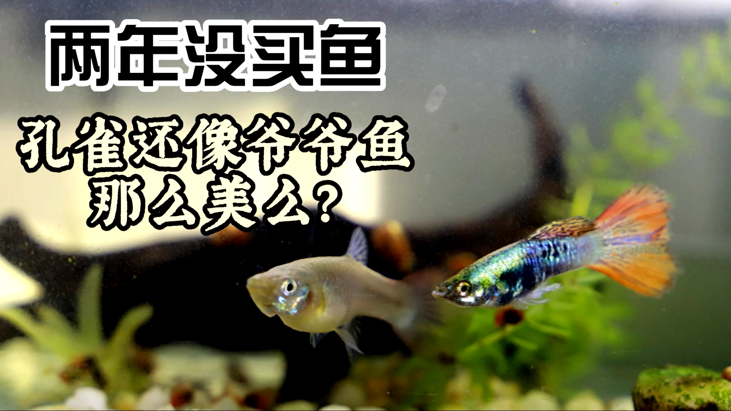 全红和深海蓝生出鸿运当头?孔雀鱼大赏|美杜莎|紫蕾丝|天空蓝