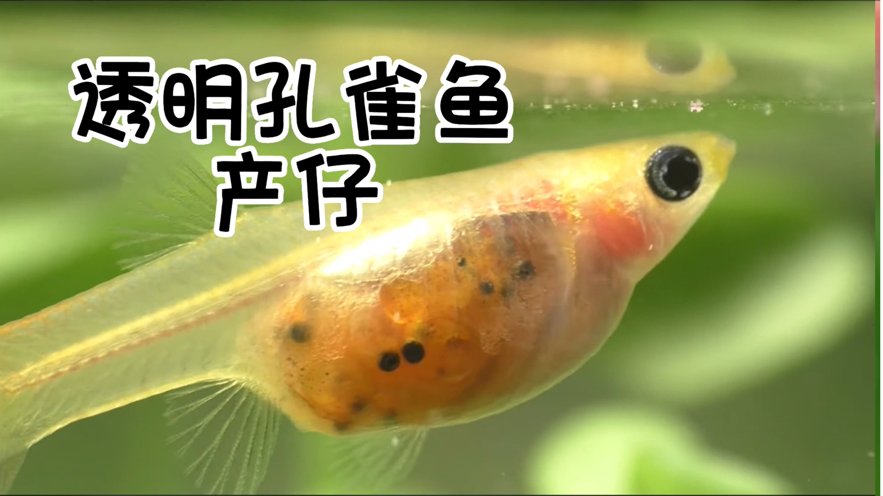 透明孔雀鱼产仔 | 鱼仔出生前要排好队 | 肠子相当于指纹?