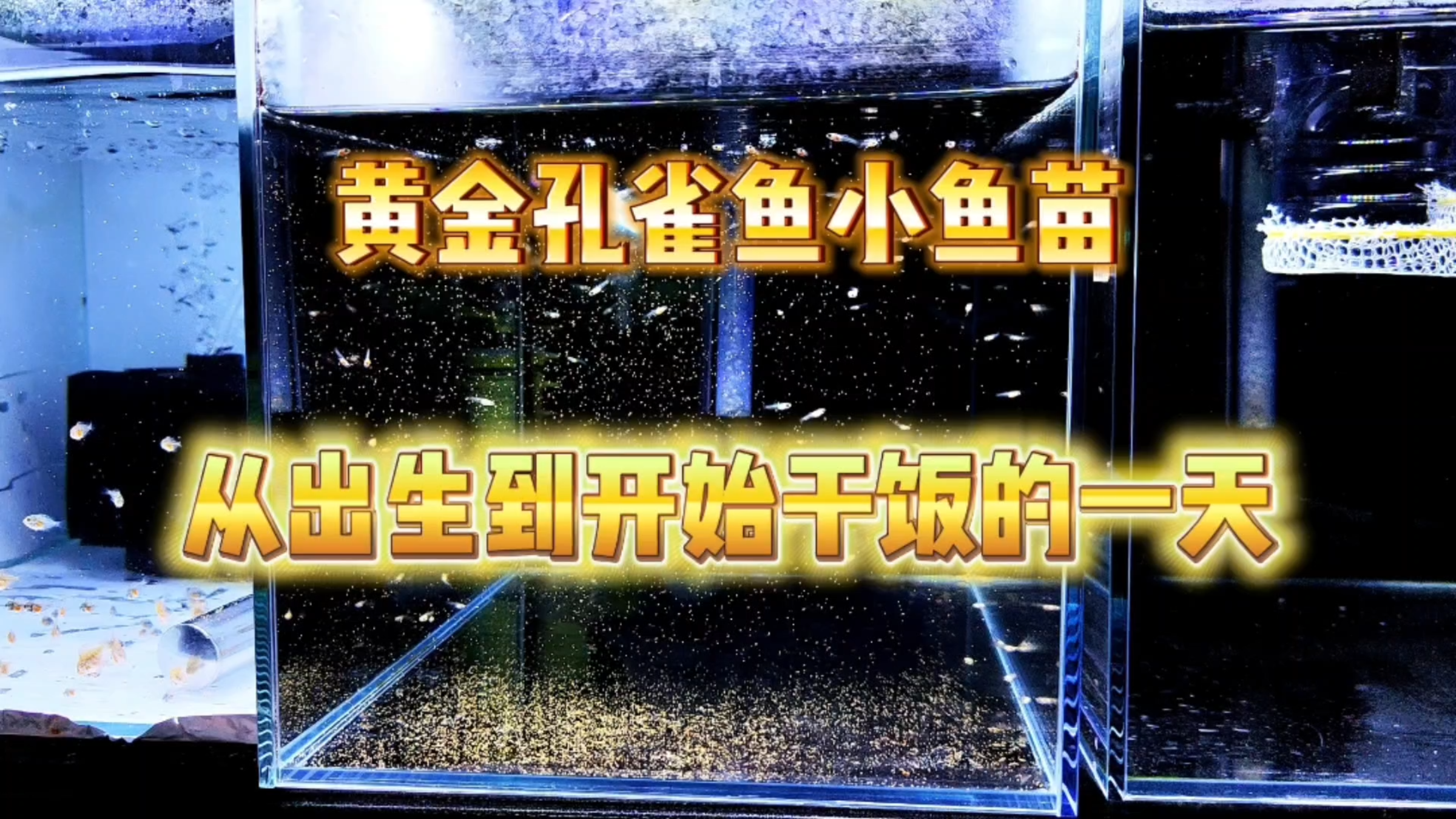 家里的黄金孔雀鱼又生小鱼啦!一缸金黄的小豆子,感到丰收的喜悦