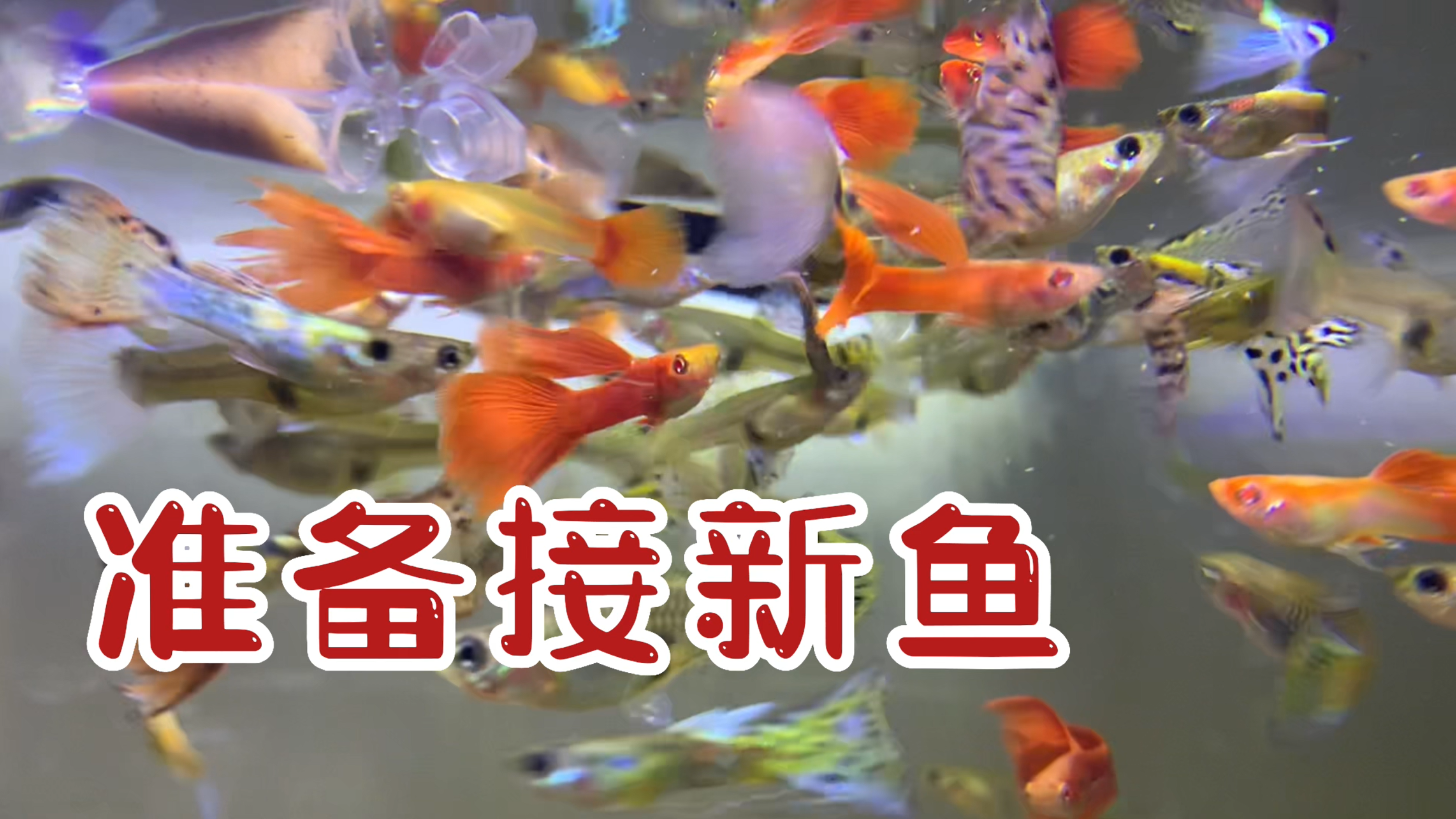 每对新鱼都有独栋房子|拾掇鱼的一天|红蕾丝美杜莎黄蕾丝红蛇王