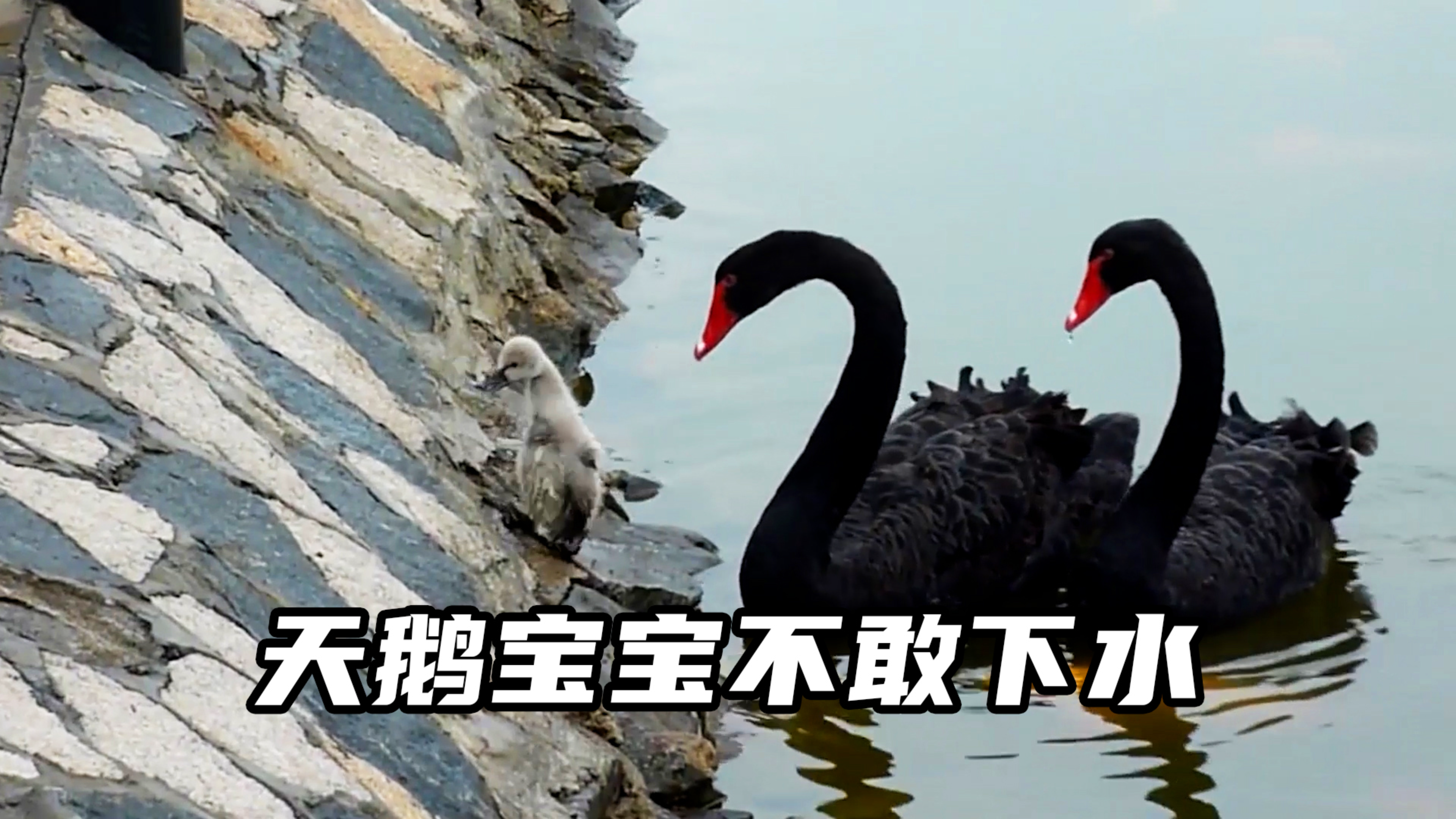黑天鹅宝宝不敢下水,气得黑天鹅父母想动手,小伙子伸出援手