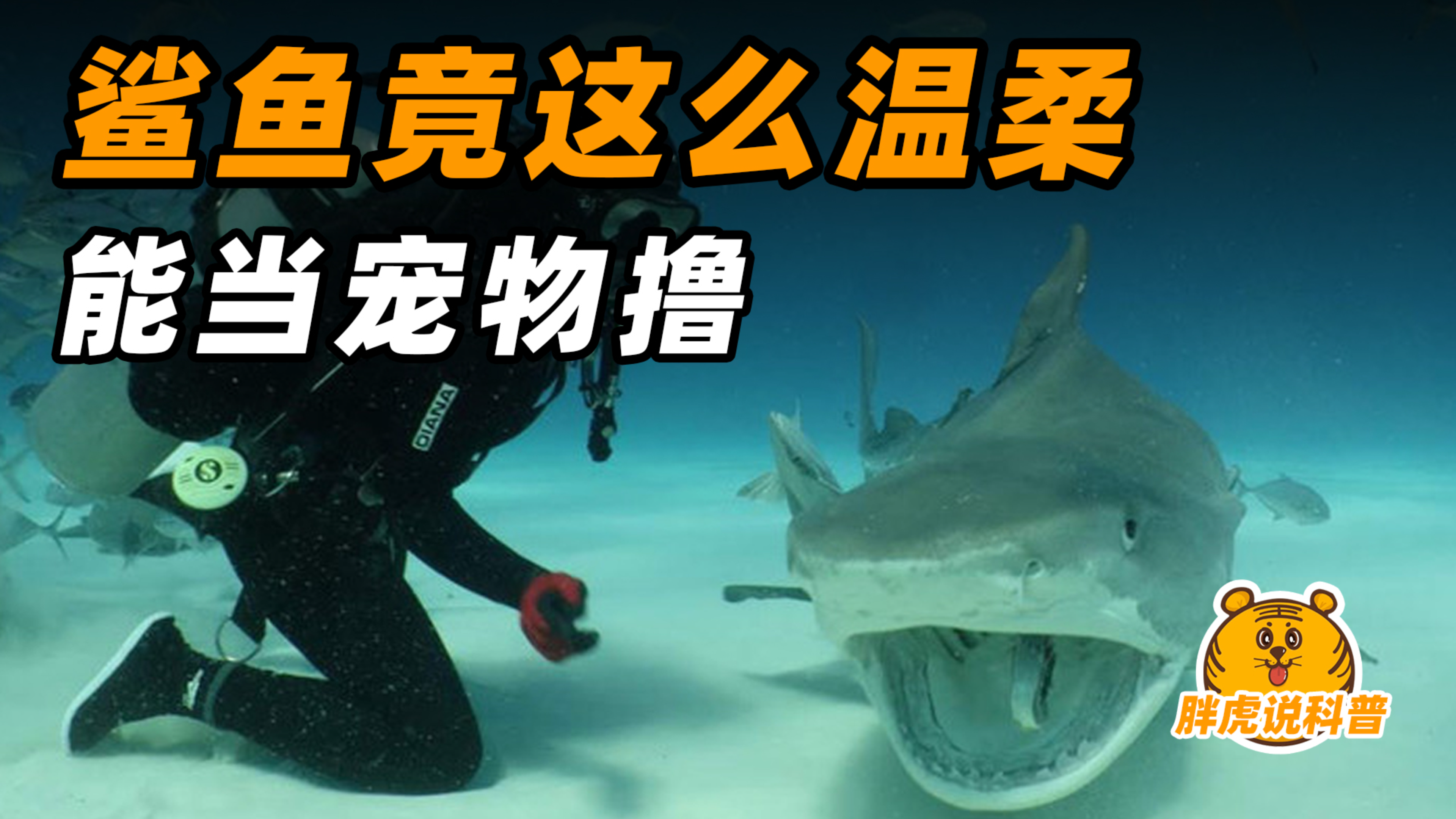 鲨鱼穷凶极恶?纯属误解!人家是温柔小宝宝!
