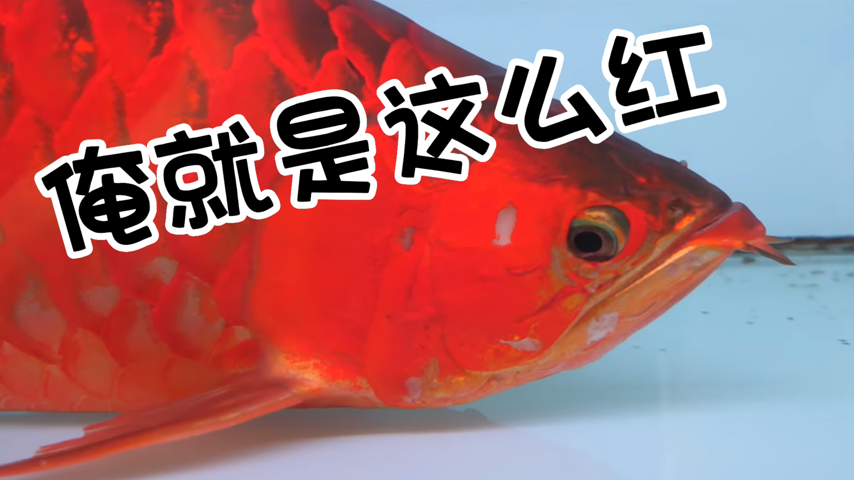 刺魟黄貂鱼|魔鬼鱼什么脾气?能活多久?怎么繁殖?还有龙鱼哦