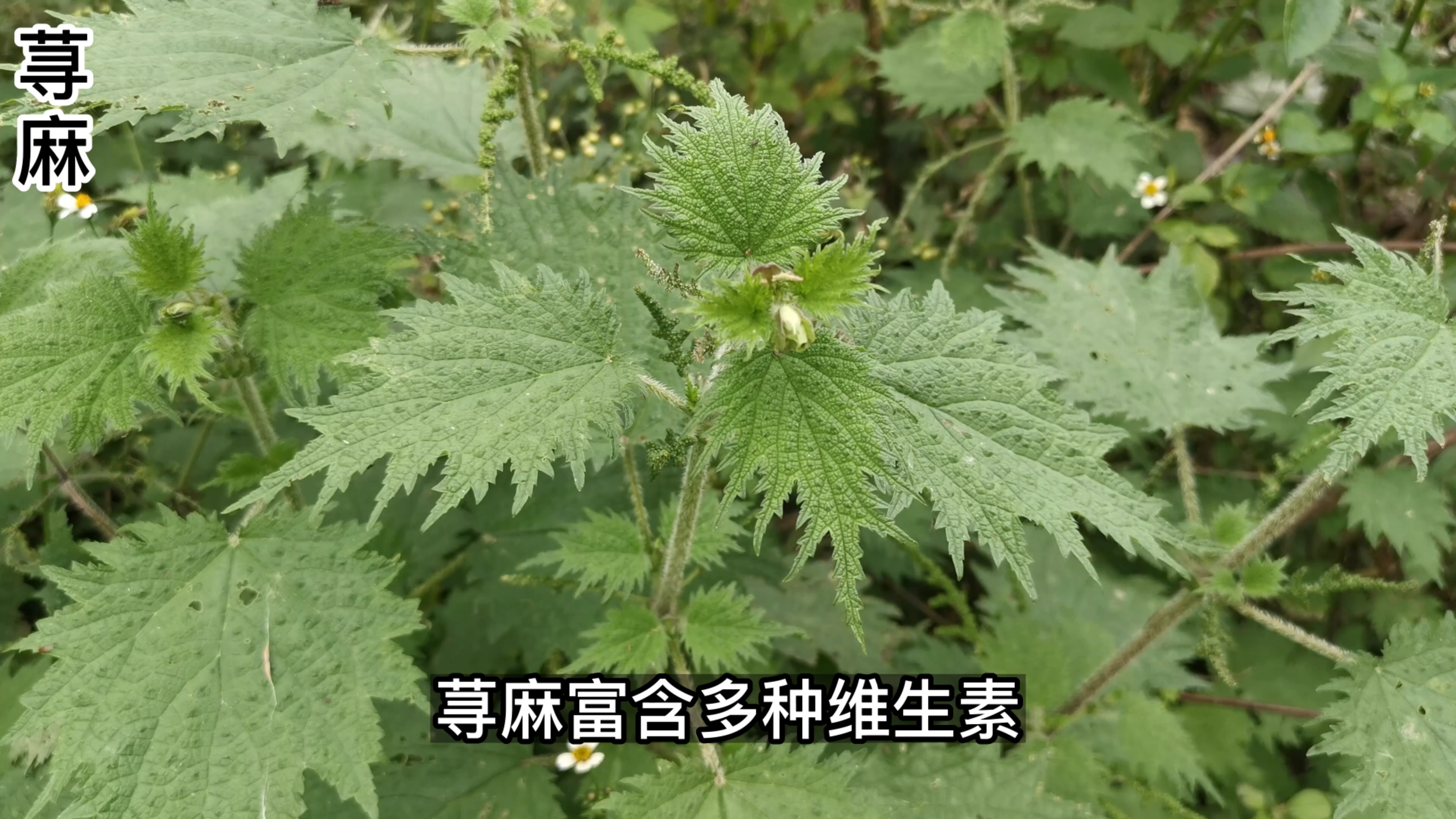这种植物浑身带刺,被蜇到非常难受,其实是一味美味野菜