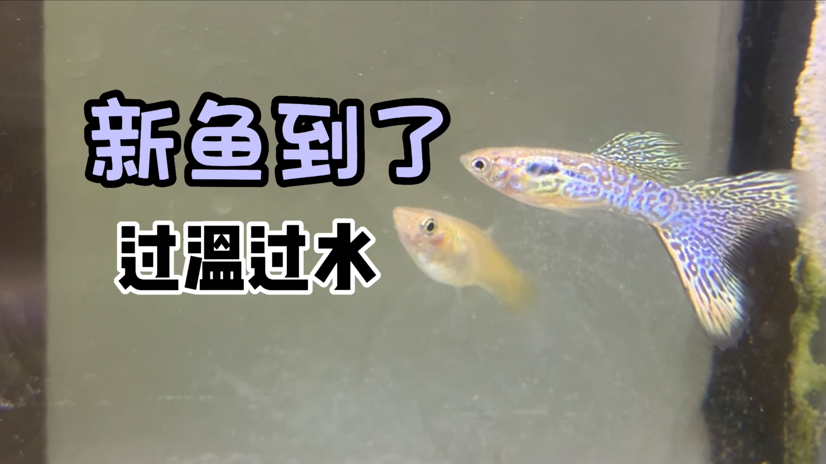新鱼到了大家看品相如何|过温过水操作|红蕾丝红蛇王黄蛇王美杜莎