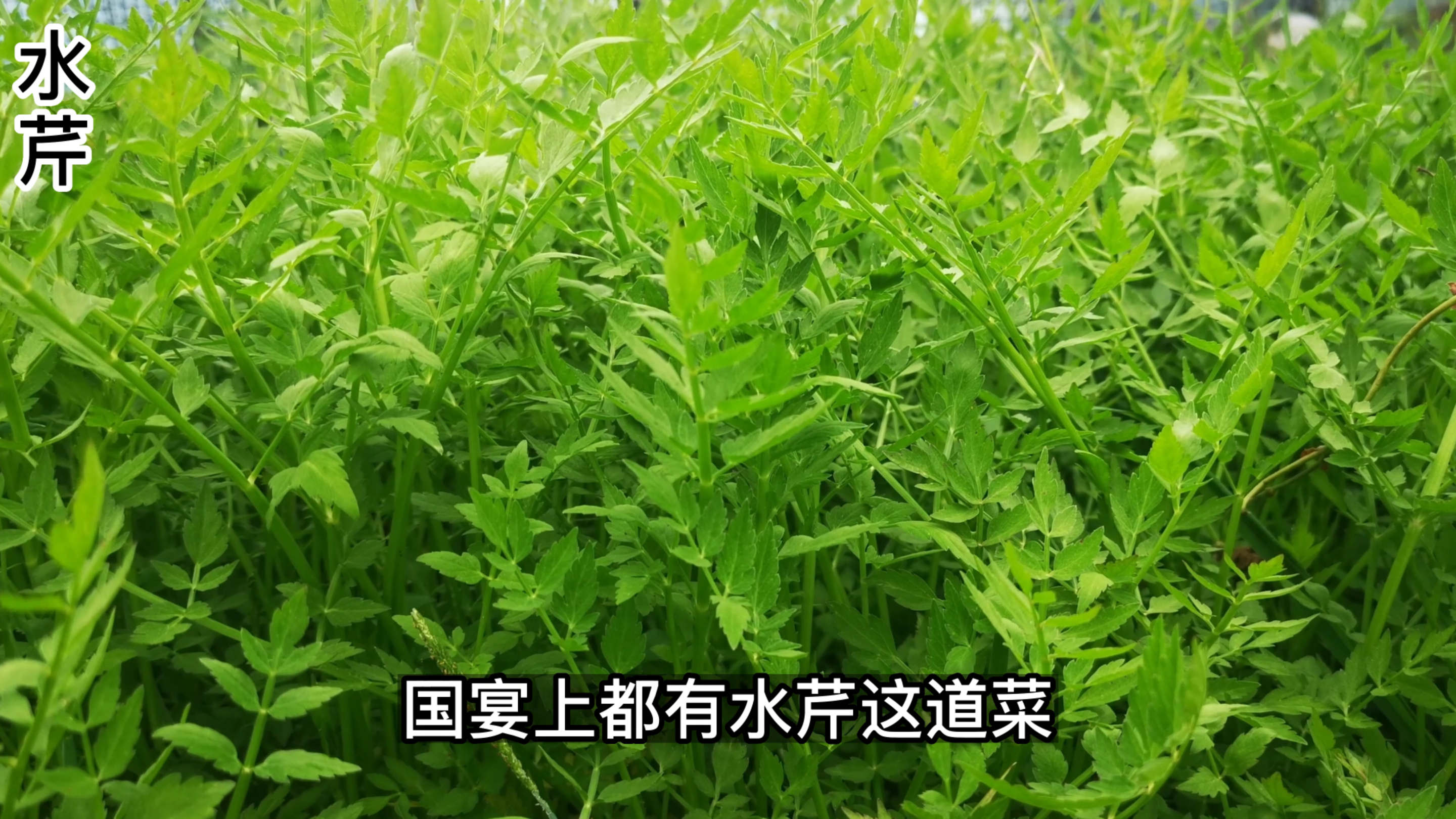 水芹味道鲜香脆嫩,在古代是高档蔬菜,现在沦为无人问津的野菜了
