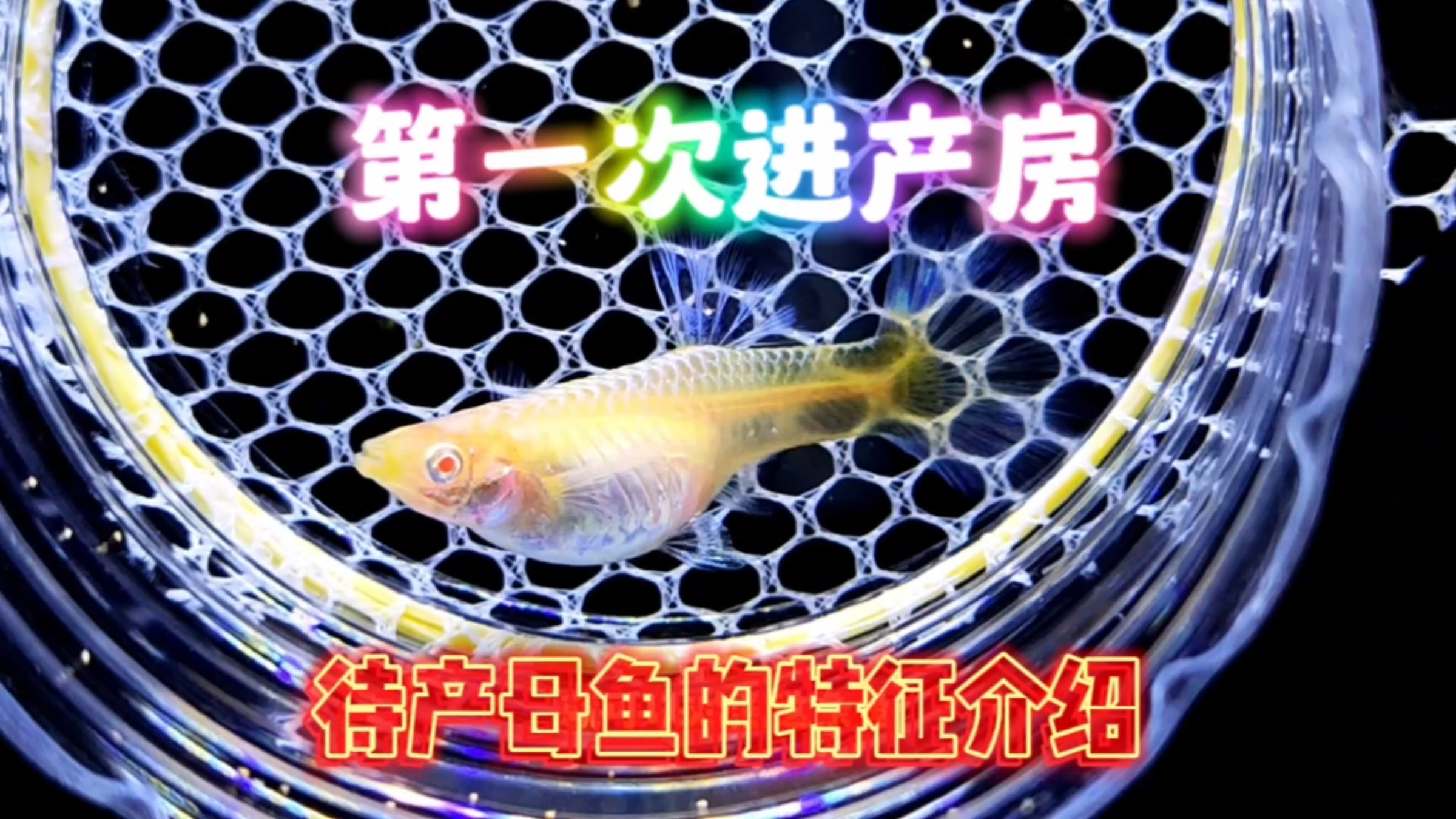 接生婆上线!家里孔雀鱼快生了,第一次进产房感觉还有点小紧张!