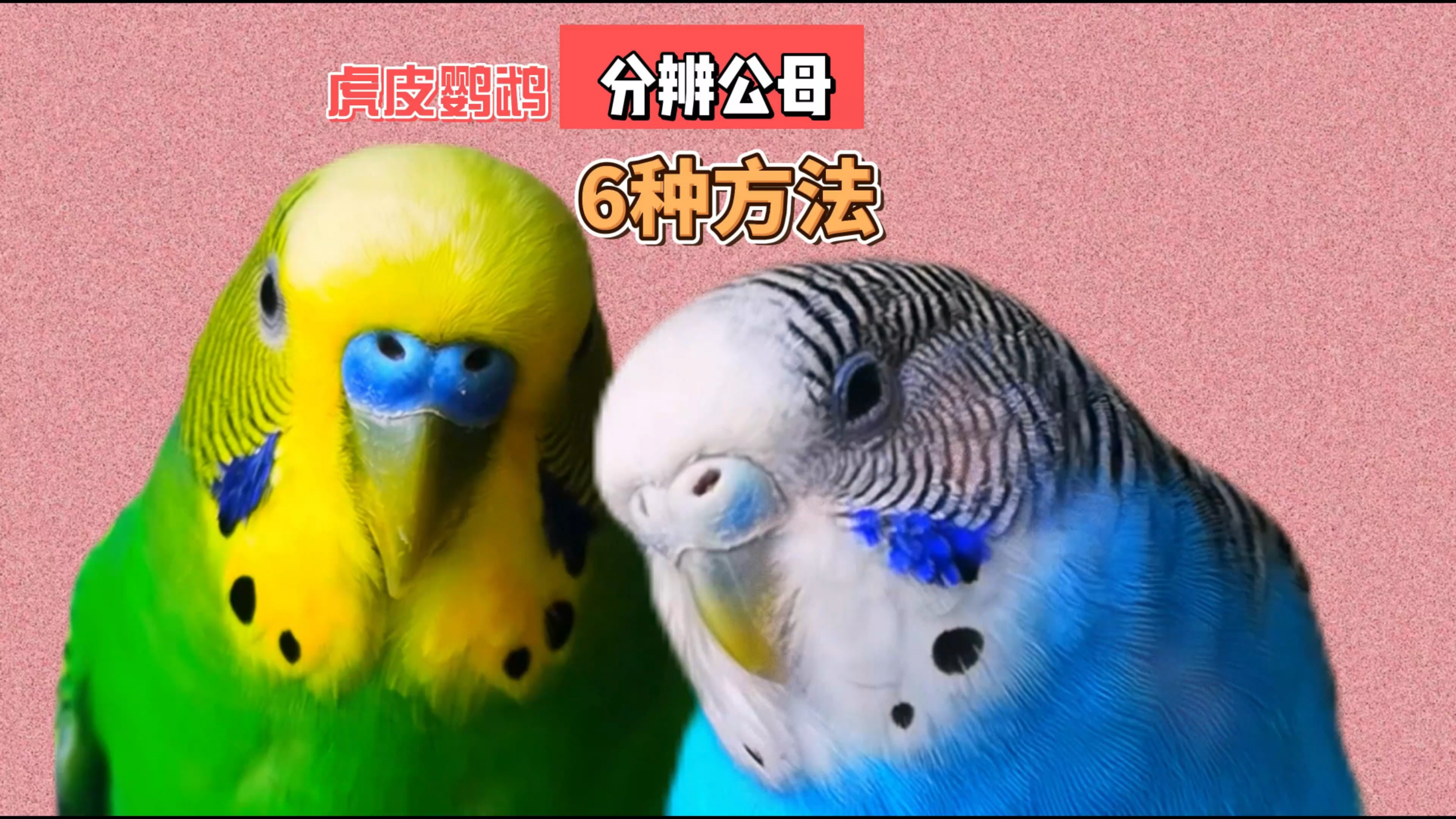 虎皮鹦鹉分辨公母的6种办法