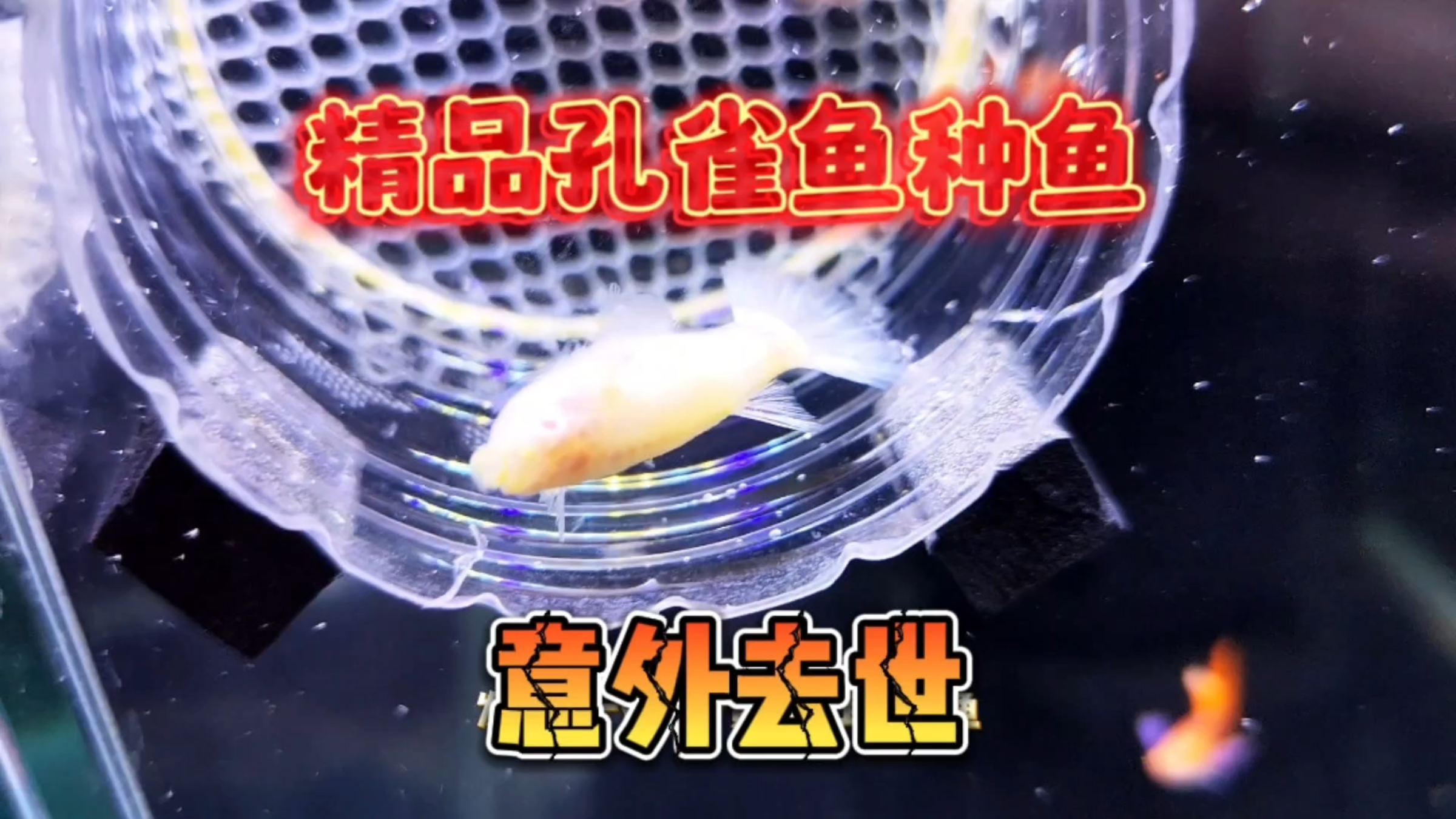 突发!家里的精品孔雀鱼突然没了!原来是这个小细节没做好!