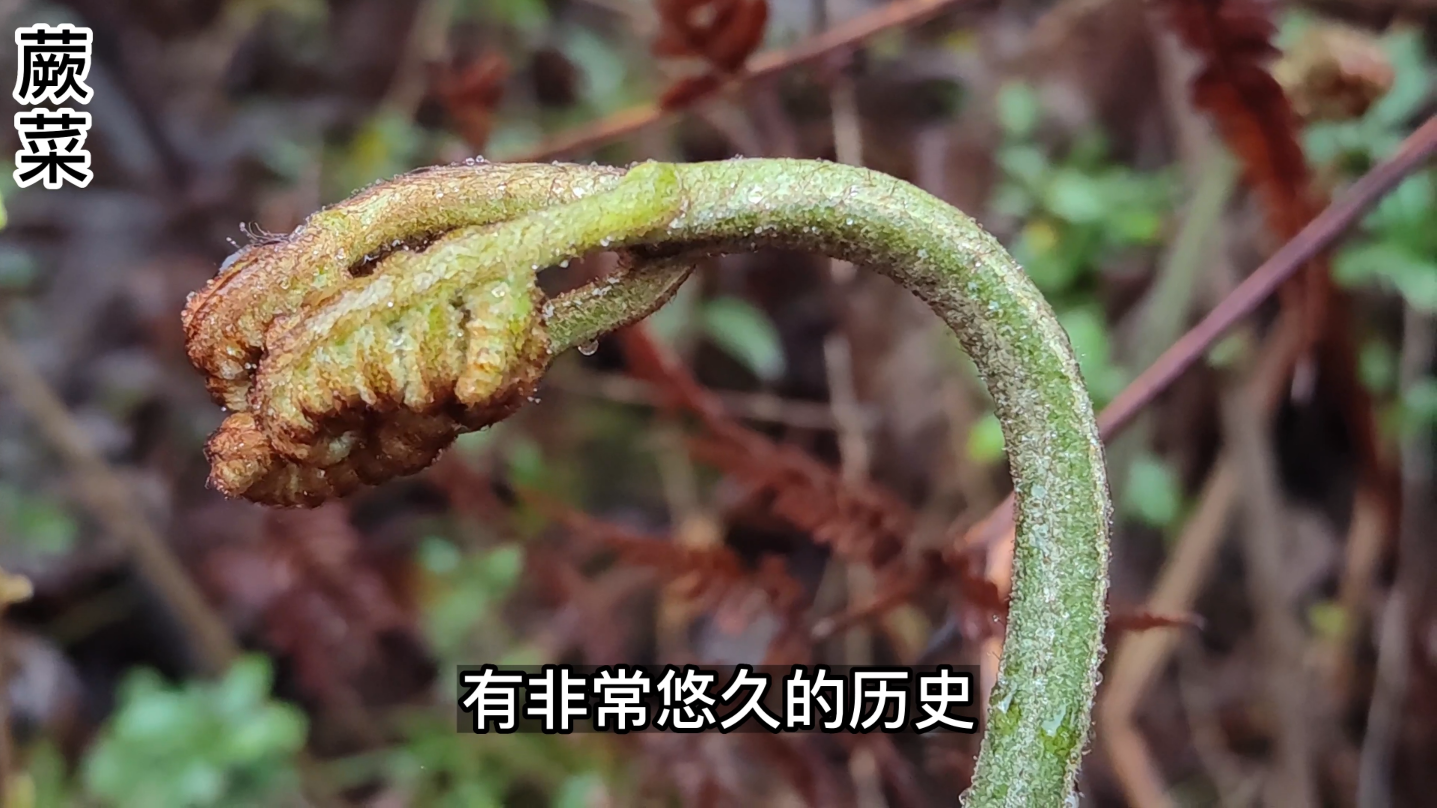 又到吃蕨菜的时候了,古人就已经发现蕨菜味美但不能多吃