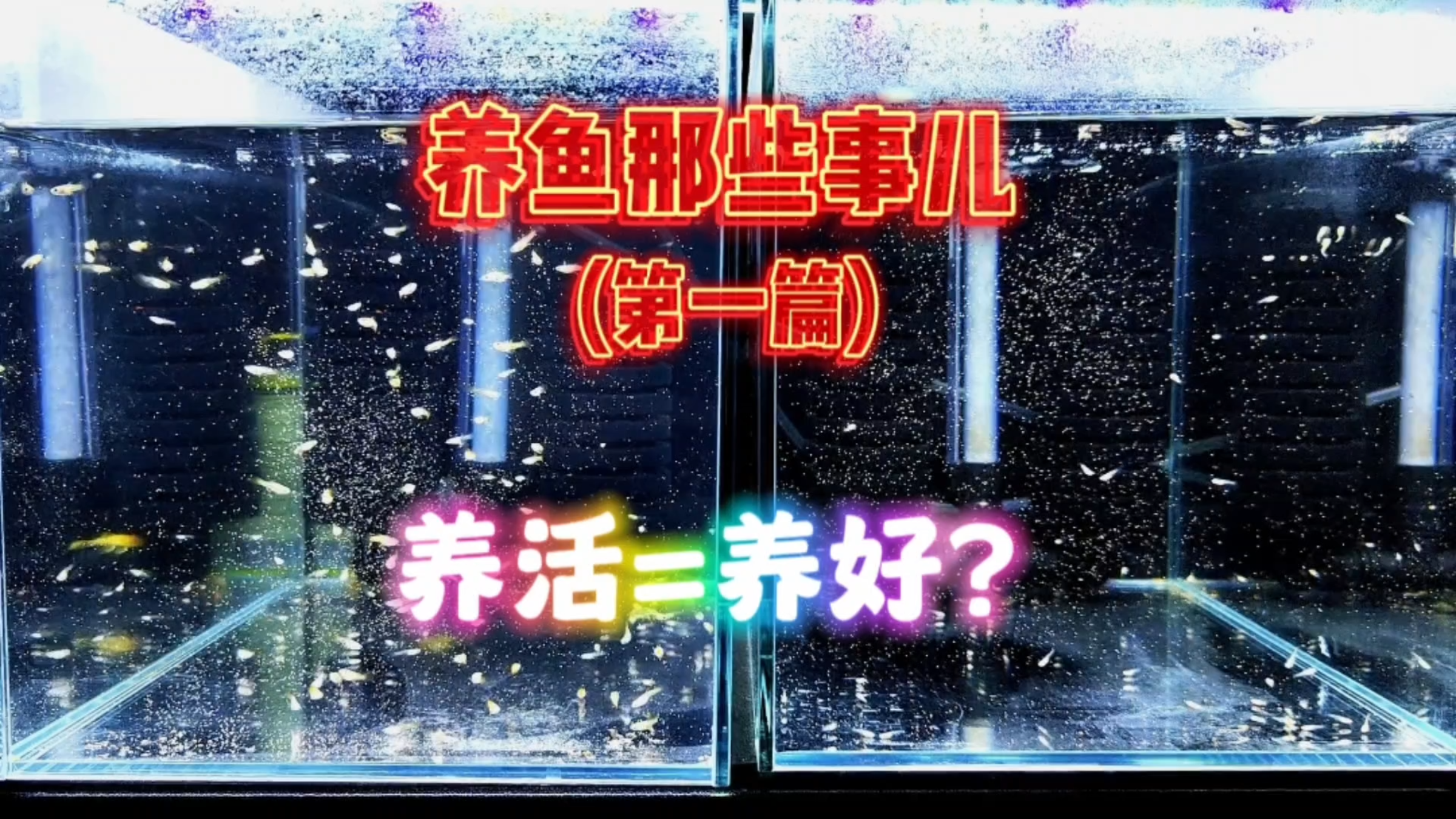 养鱼那些事儿(第一篇)家里的孔雀鱼能养活就一定可以养好吗?