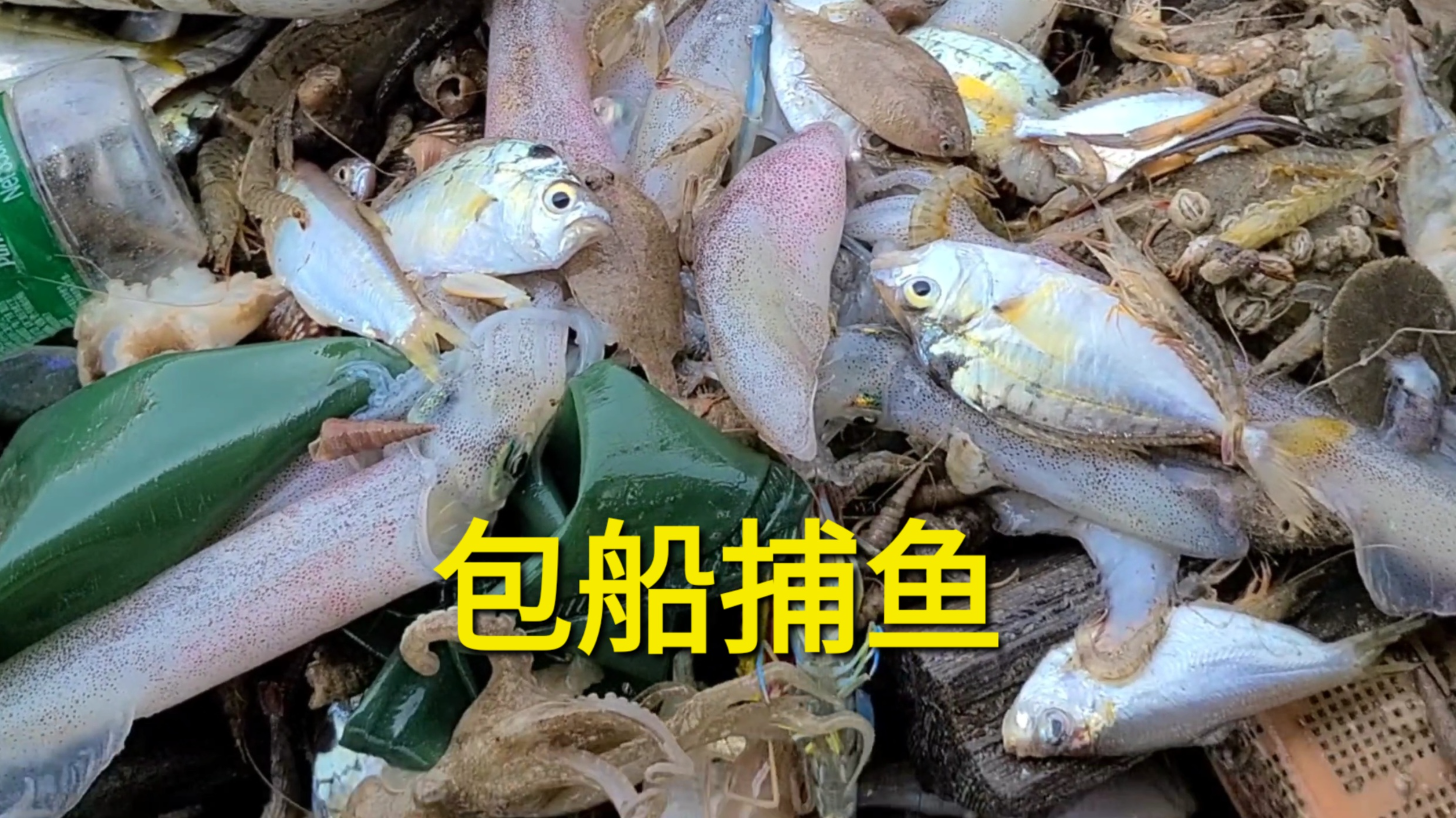 胡俊杰大哥包船捕鱼,起网后看到一堆鱿鱼,大家觉得划算吗