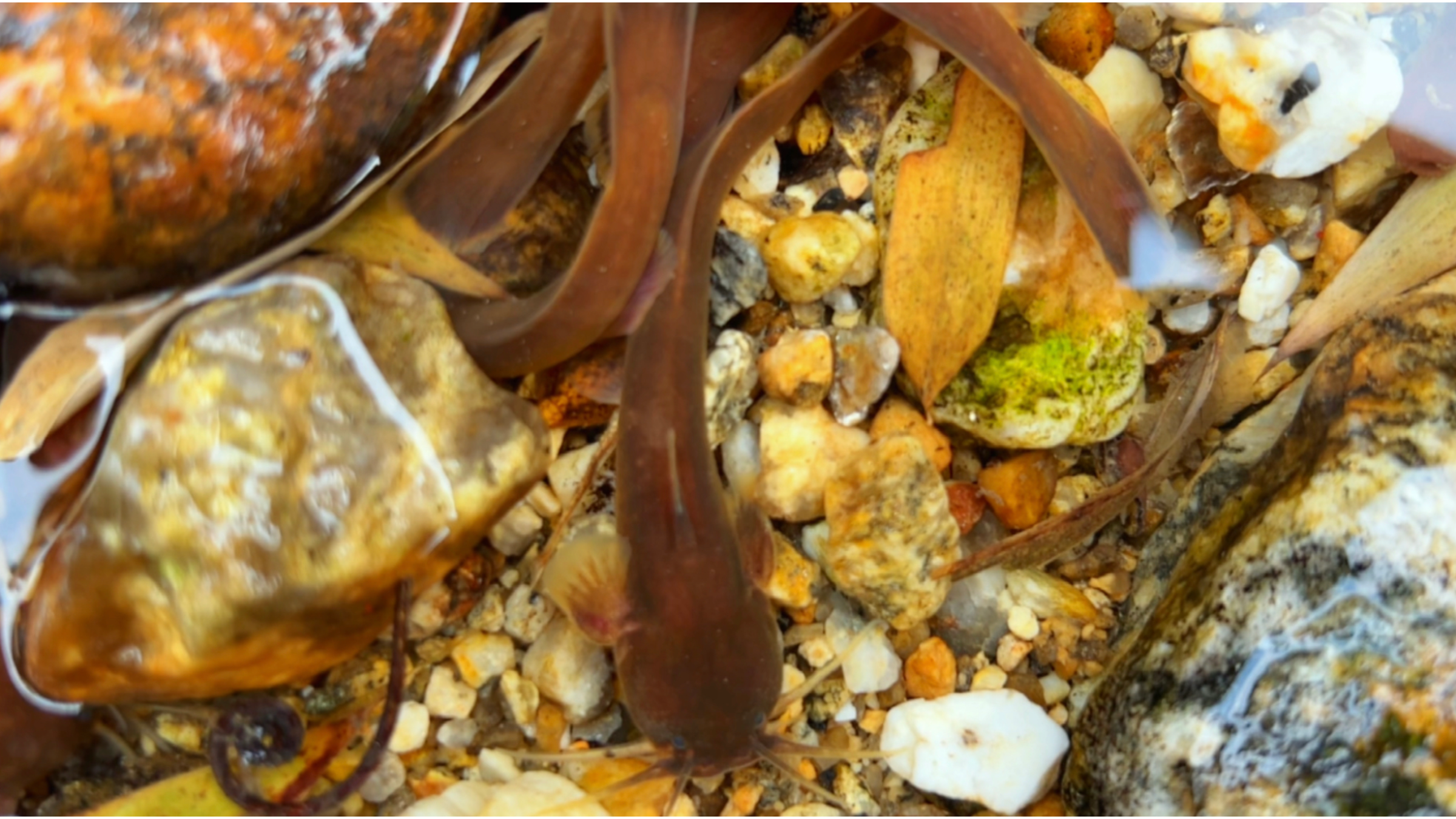 小河边发现一种叫水蜂子的鱼，被它刺一下非常痛，你们见过吗？