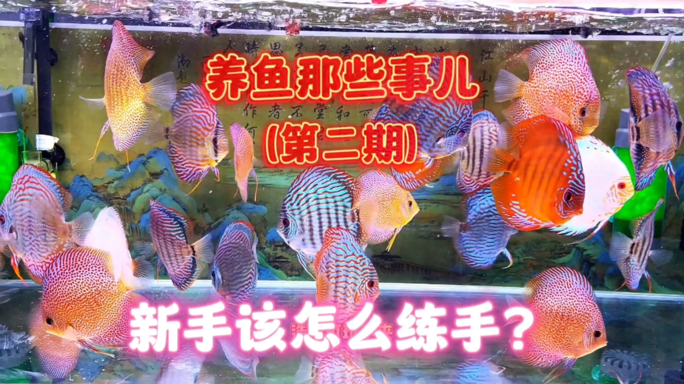 养鱼那些事儿(第二期)新手入坑到底应该怎么练手?