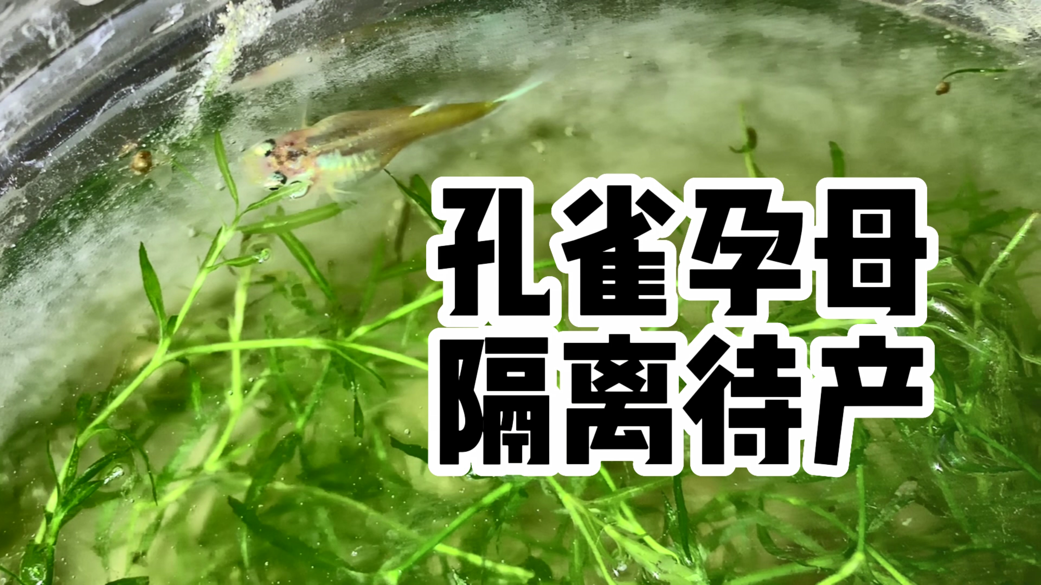 孔雀鱼孕母的隔离待产