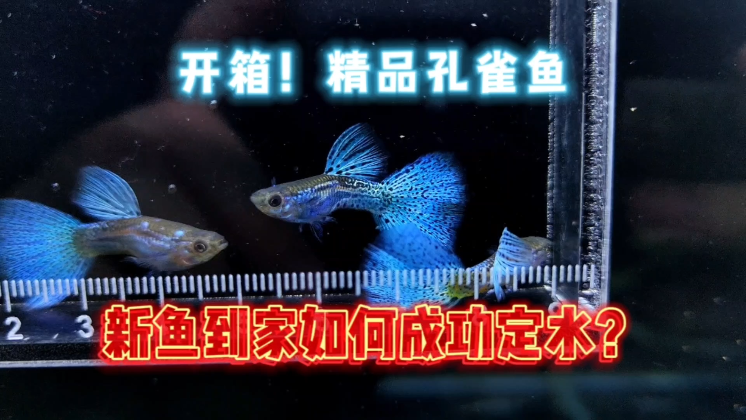 开箱!精品兰草孔雀鱼,新鱼到家如何才能顺利适应新环境?