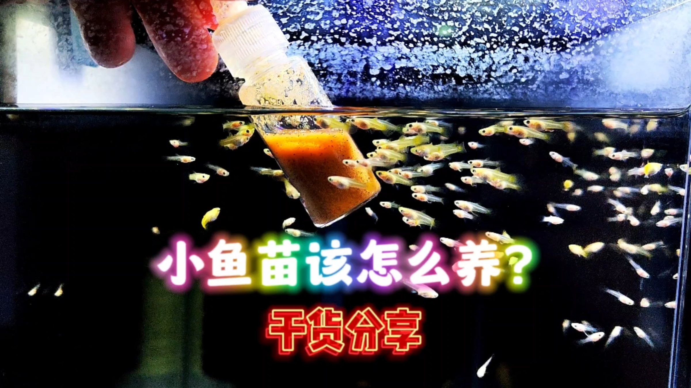 家里的小鱼苗为什么一直不长大?咱们来一起讨论一下!