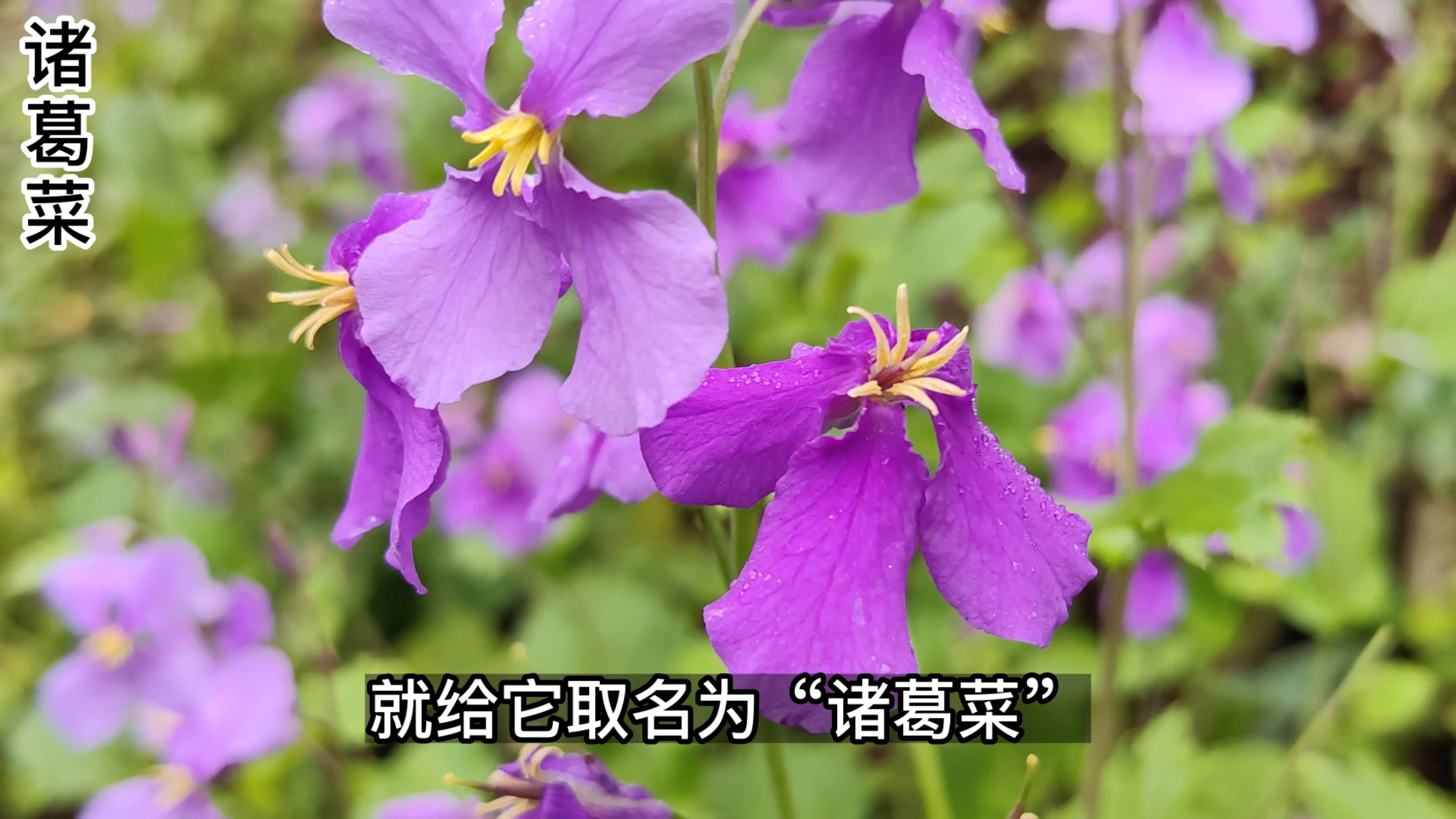 这种野菜叫诸葛菜,据说是因诸葛亮而得名,是一种漂亮的观赏植物