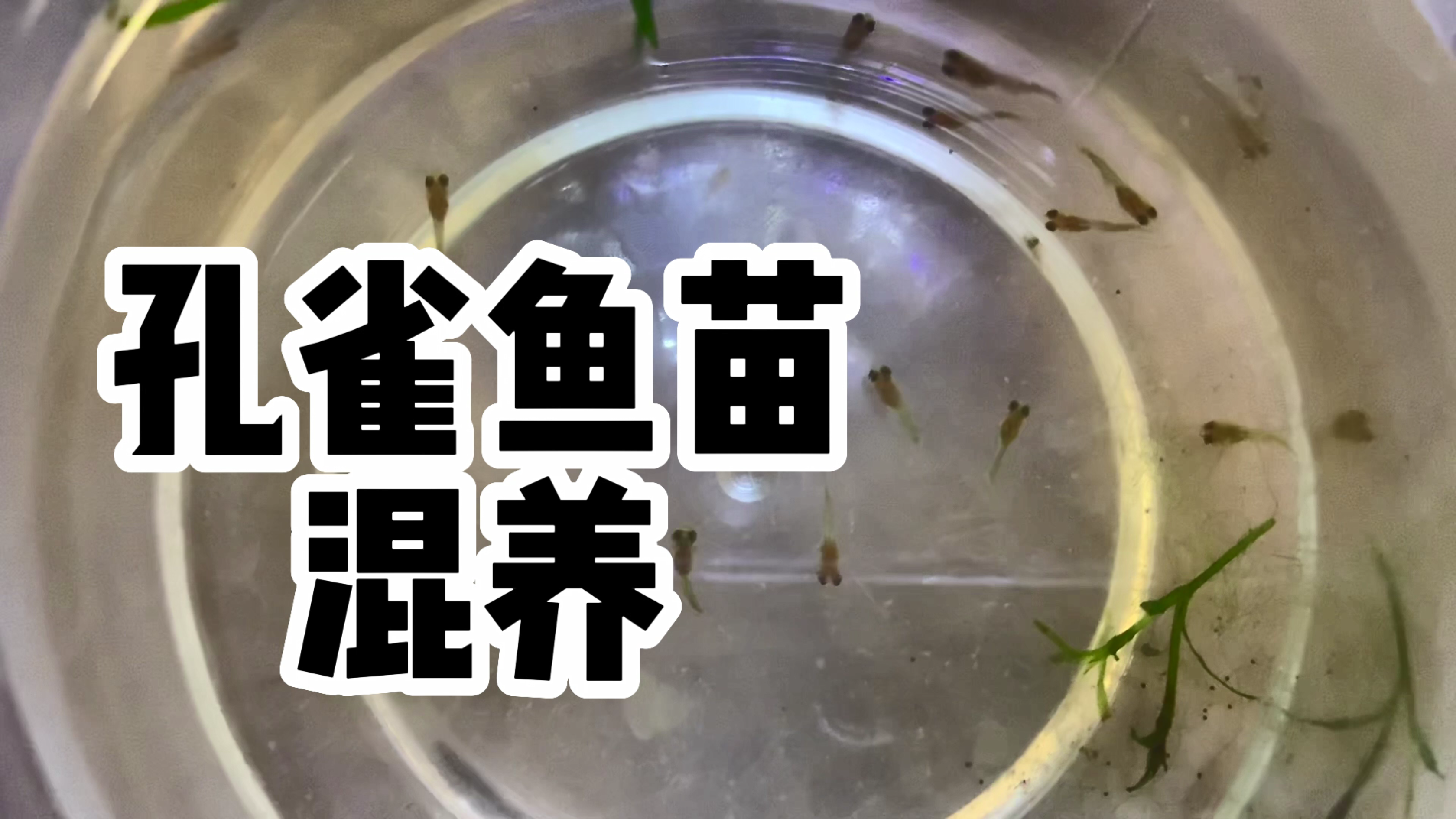 孔雀鱼苗是否集中养