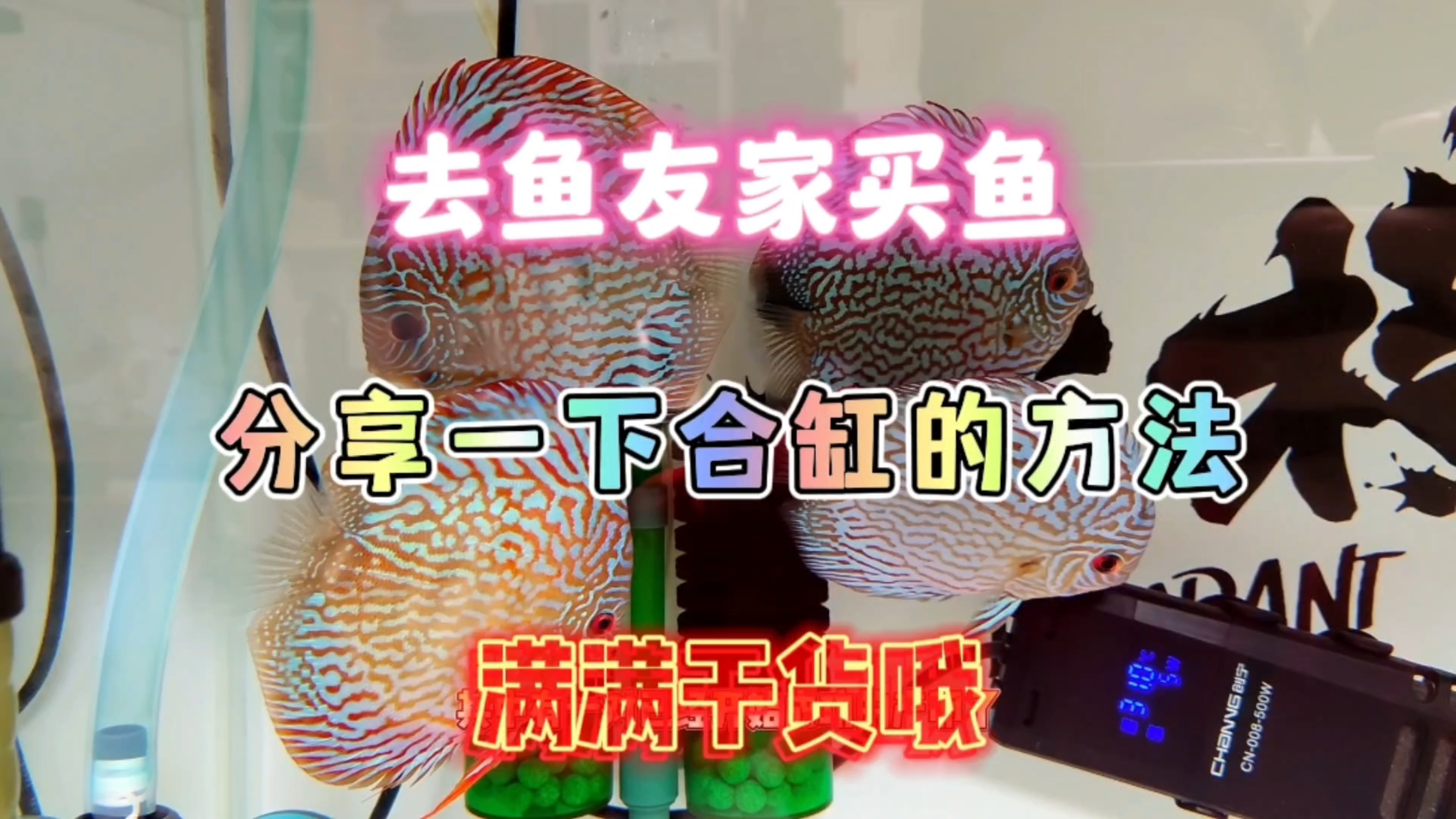 开车去鱼友家自提了4条七彩神仙鱼,顺便分享一下合缸的方法!