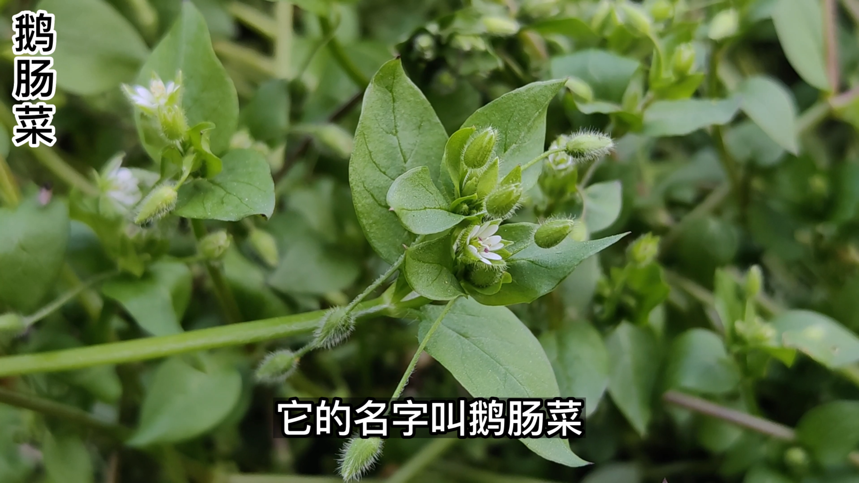这种农村讨厌的杂草鹅肠菜,味道很鲜美,在古代曾经当蔬菜食用
