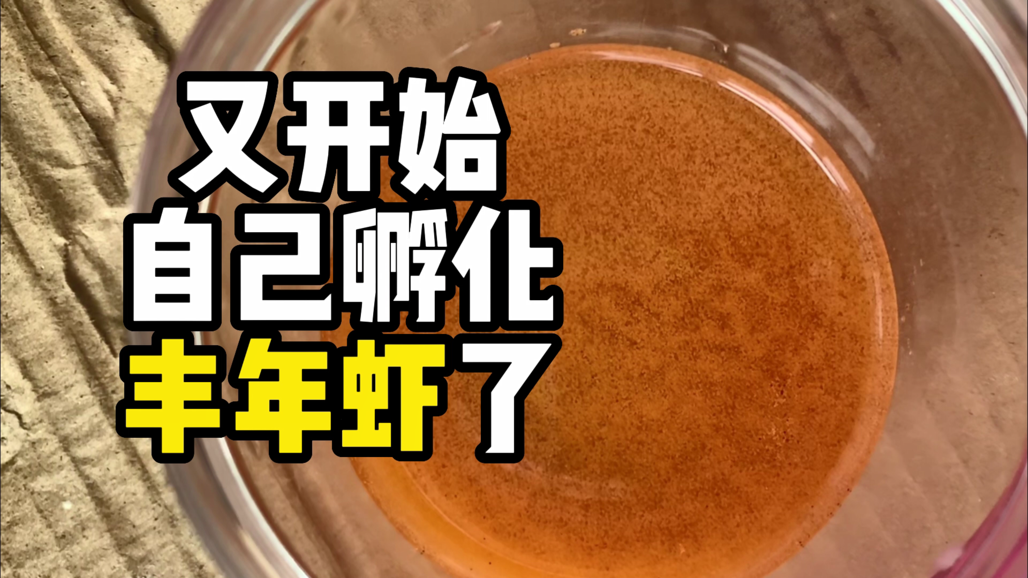 丰年虾的孵化、收集与喂养