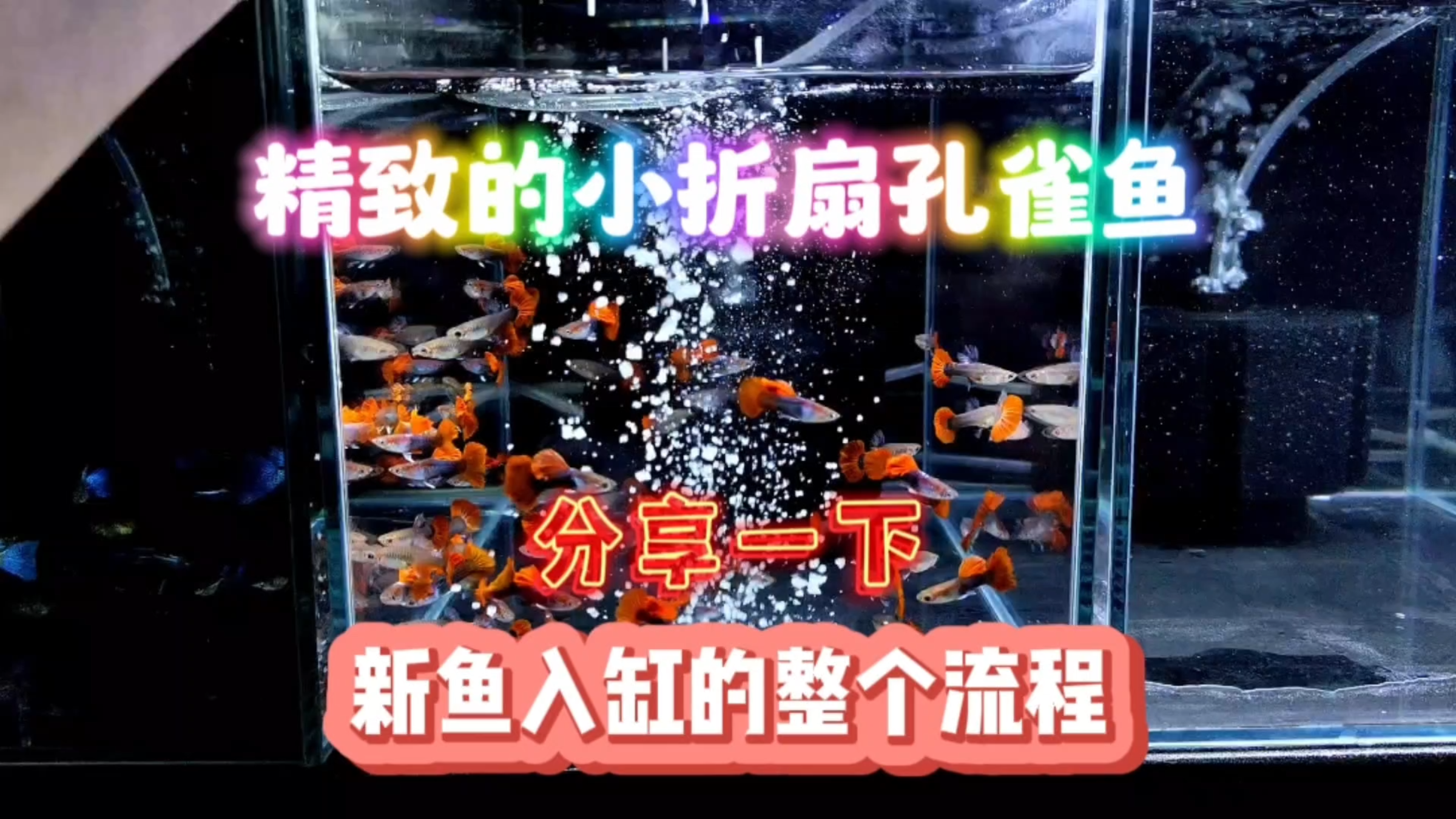 开箱!精致的小折扇孔雀鱼入缸!顺便分享一下,入缸检疫的全过程