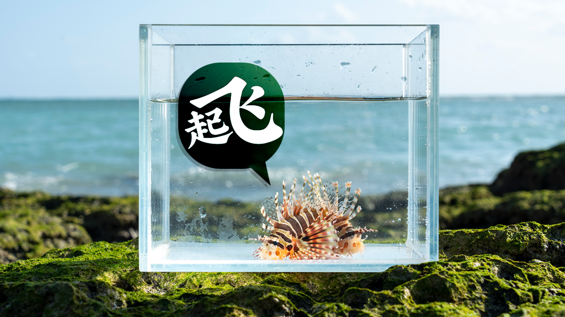 岛民带着自己赶海野采的狮子鱼,去海边看海?