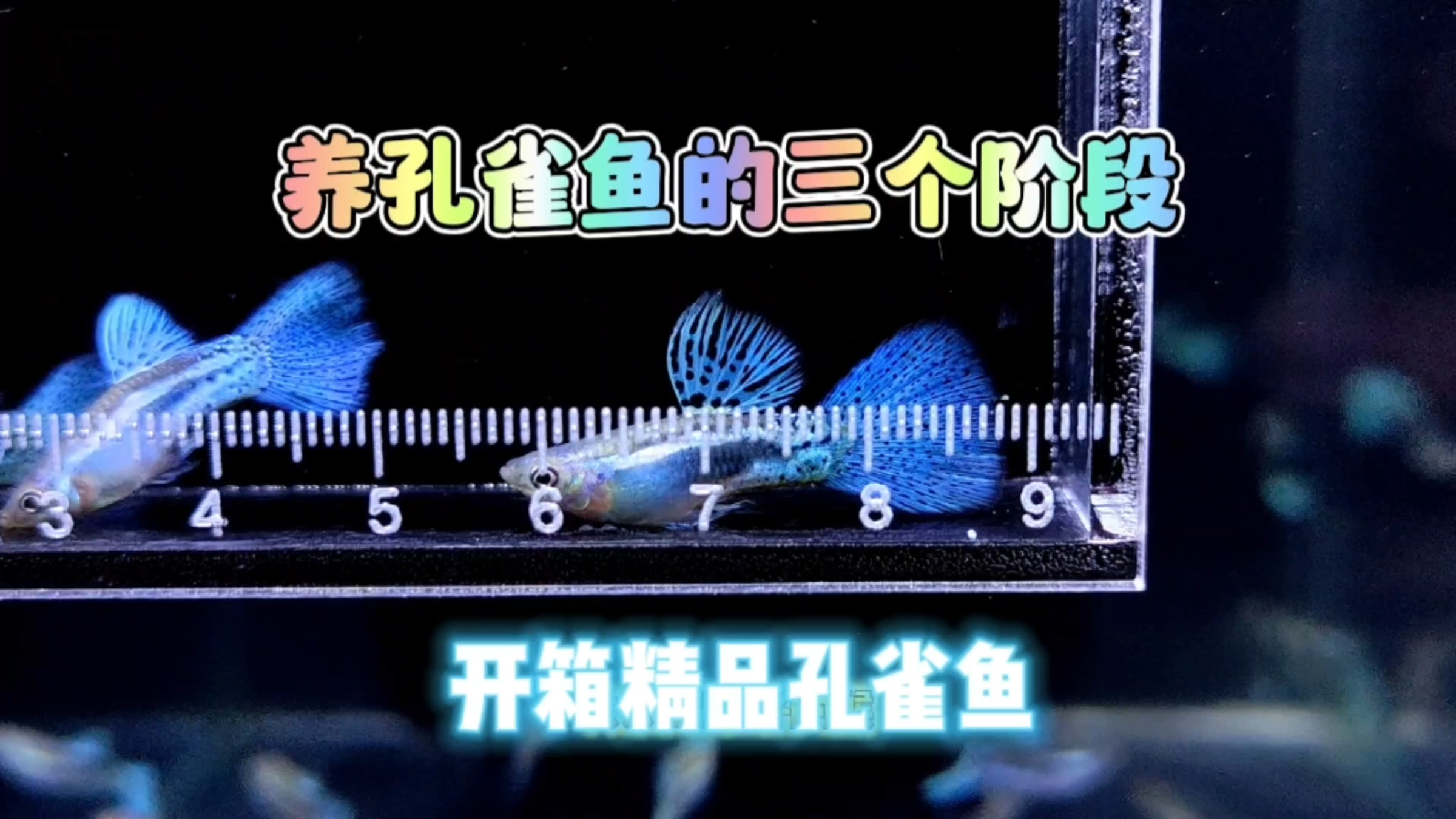 开箱精品兰草孔雀鱼,养孔雀鱼的三个阶段,你处于哪个阶段呢?