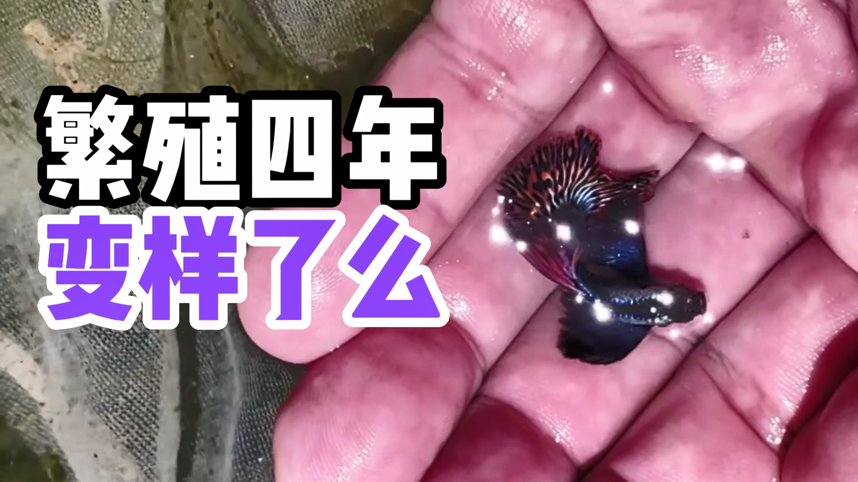 大耳马赛克四年繁殖史 | 孔雀母鱼生产