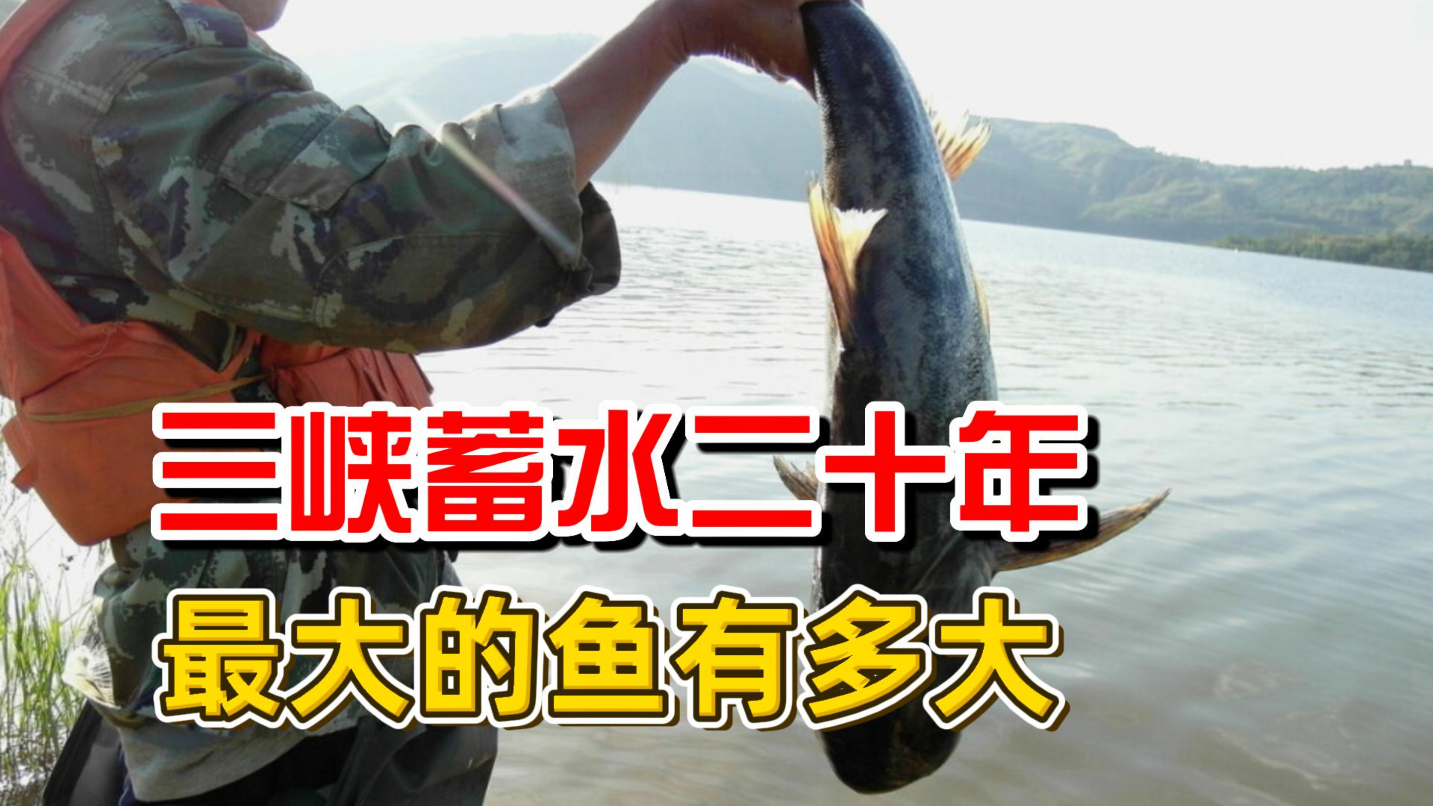 三峡蓄水20年,最大的鱼有多大?400斤的鱼都不够看?