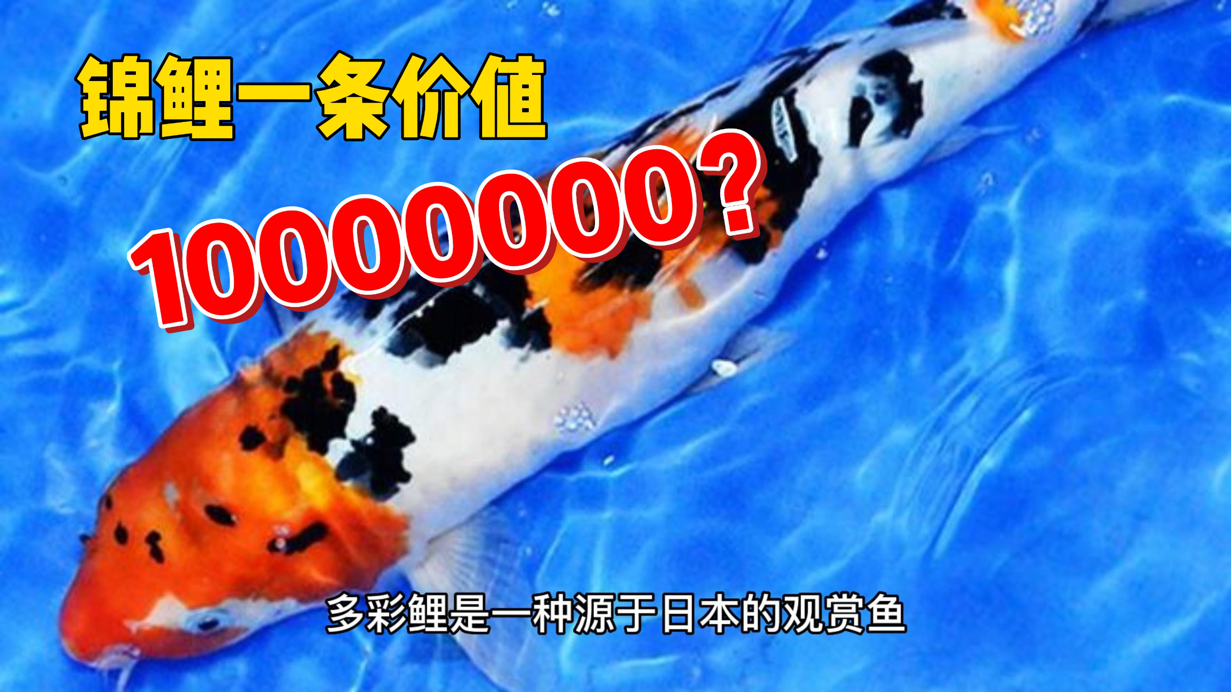 盘点那些昂贵得令人瞠目结舌的观赏鱼