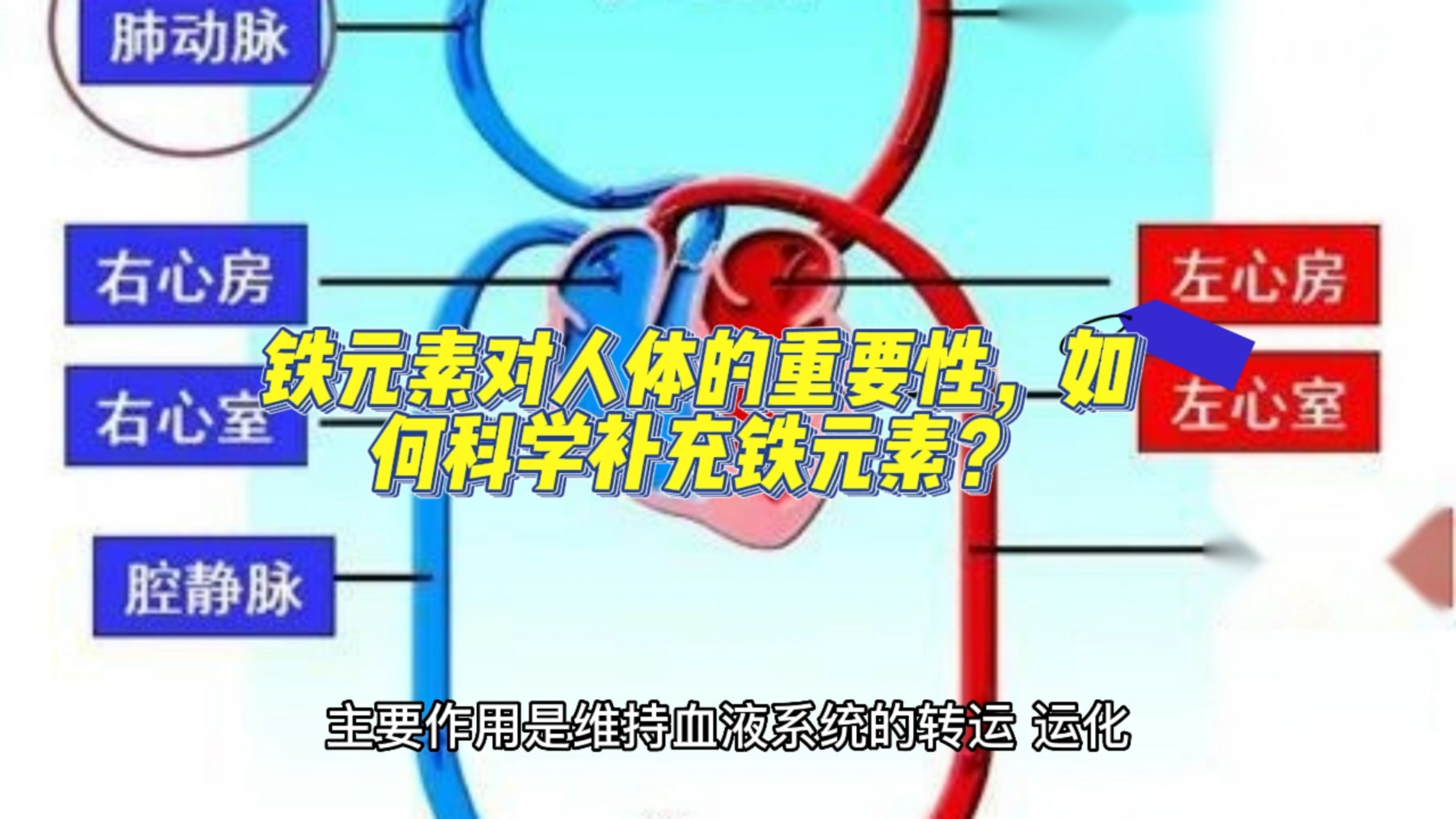 铁元素对人体的重要性,如何科学补充铁元素?
