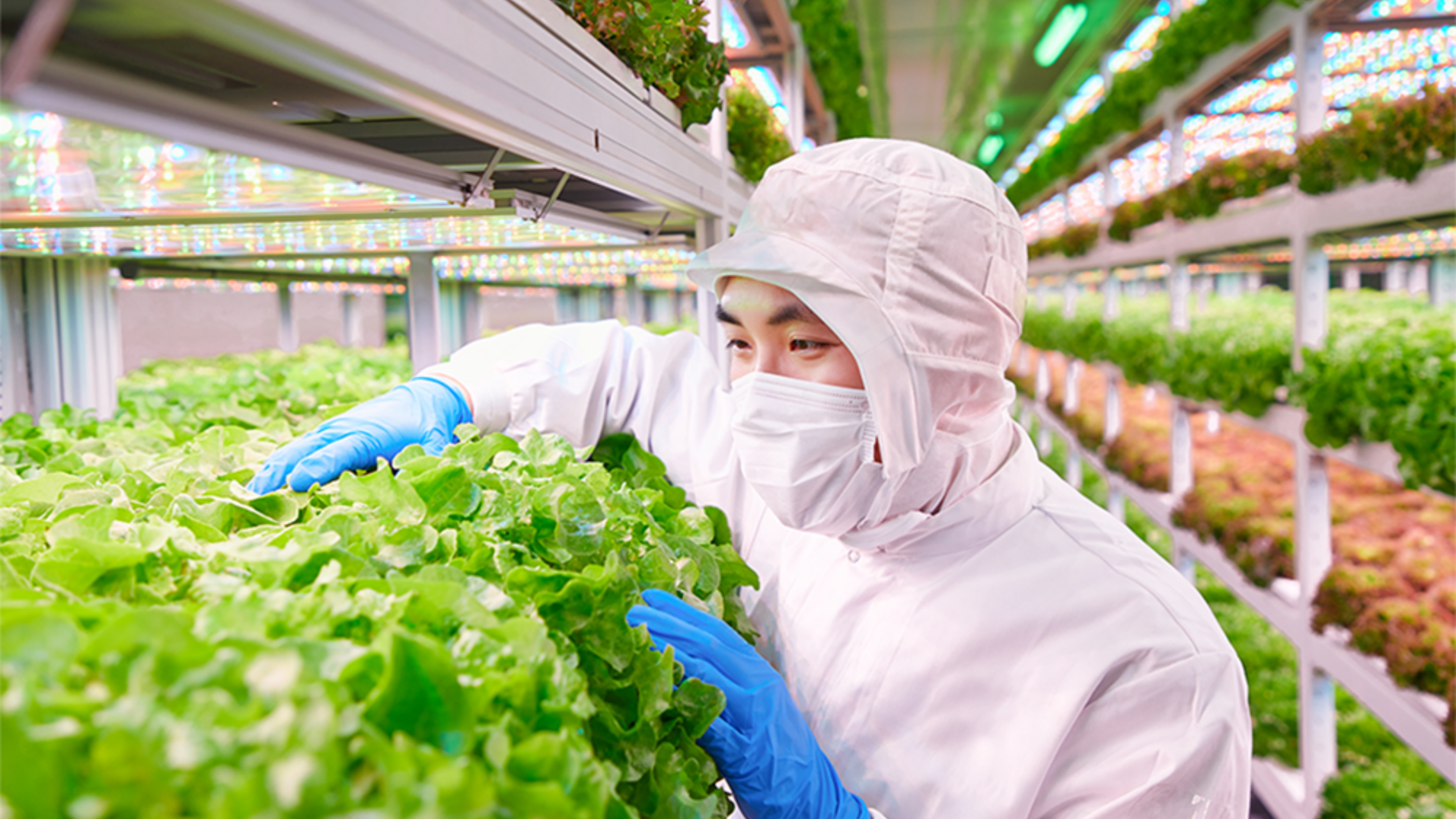 智慧农业:无需阳光 也无需土壤 探秘生机勃勃的