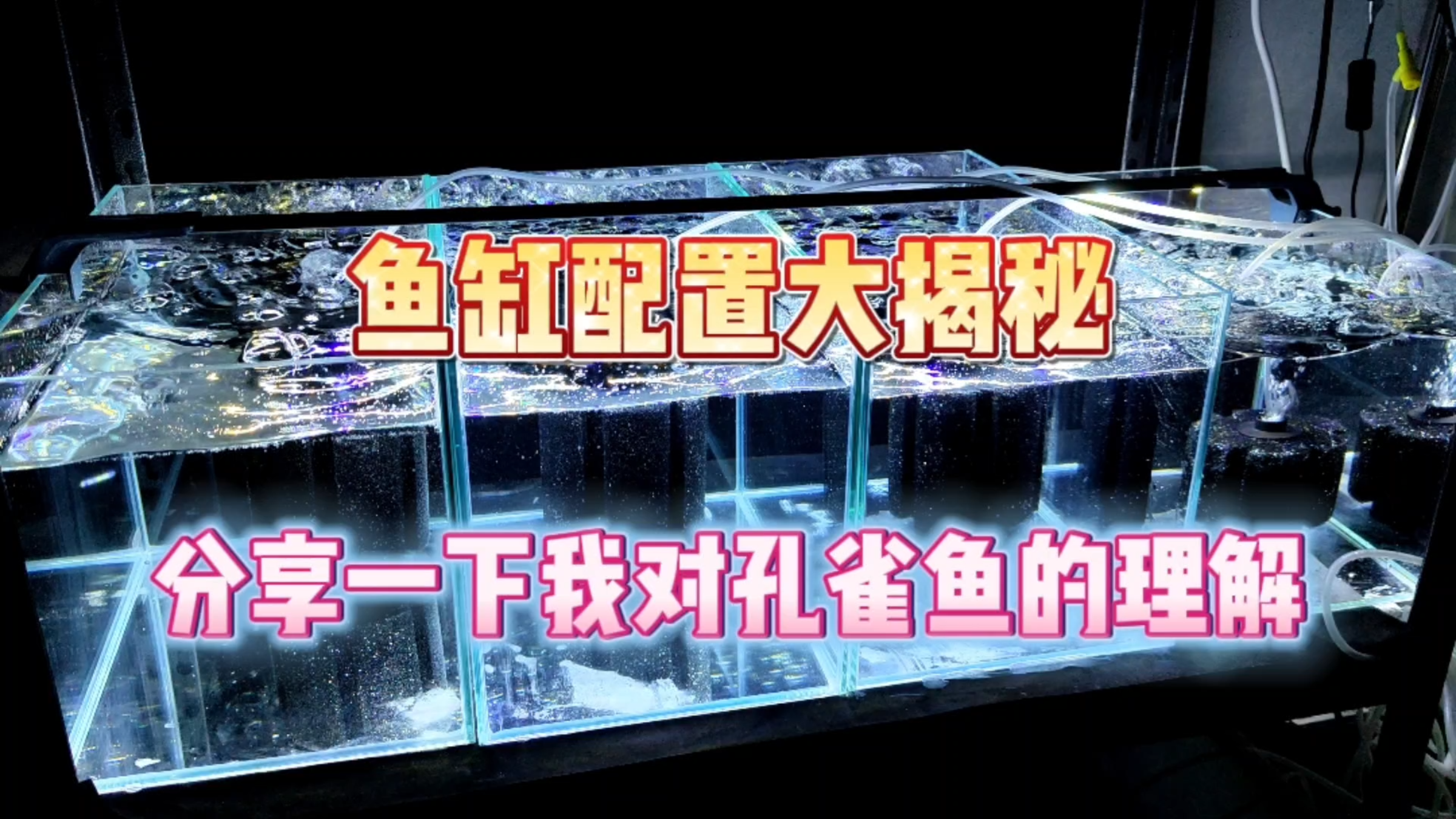 开缸!家里的鱼缸配置大揭秘!养孔雀鱼经济实惠还好用!