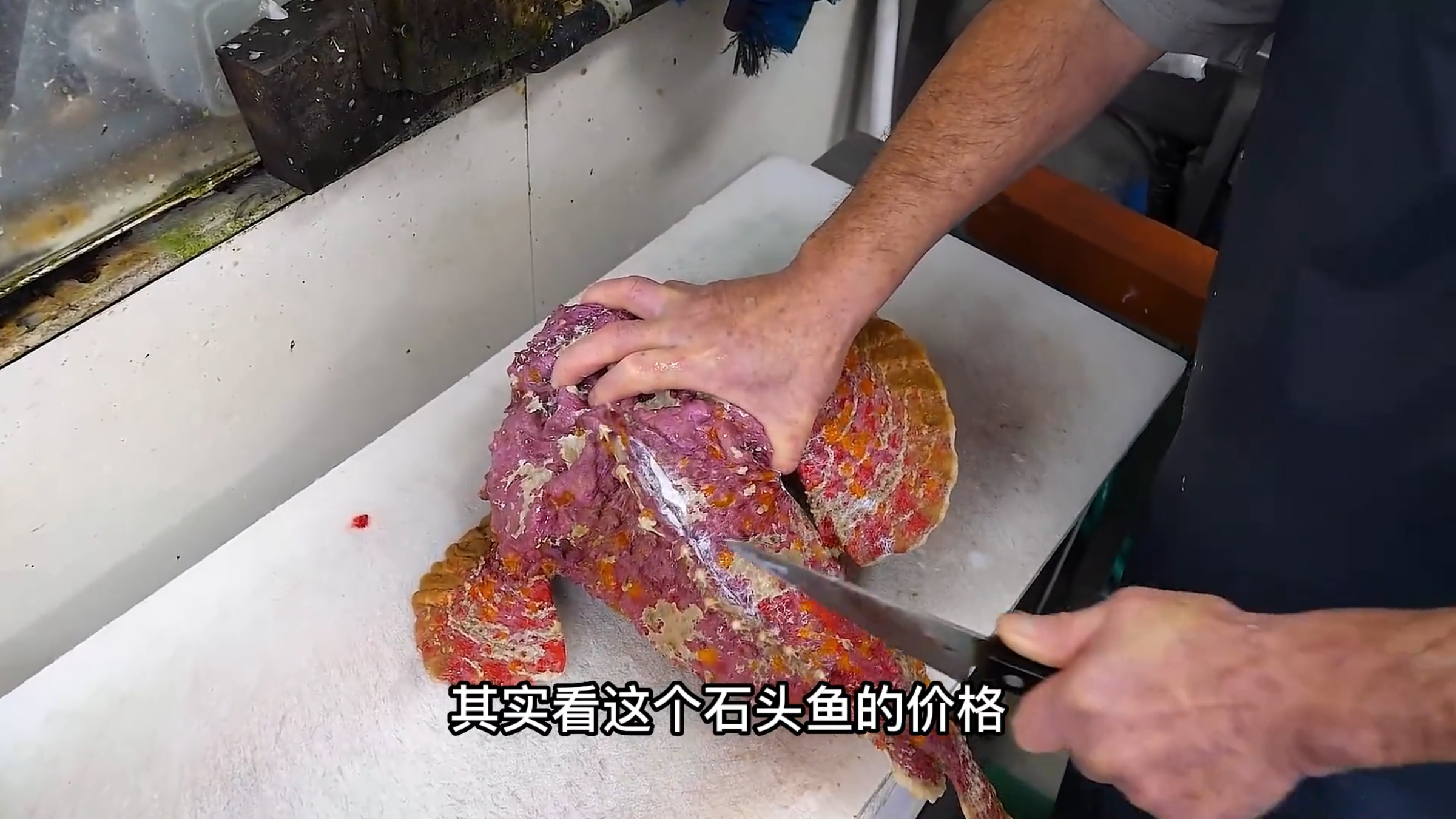 世界上最毒的鱼,长着一张哥斯拉的脸,也难逃美食爱好者的嘴