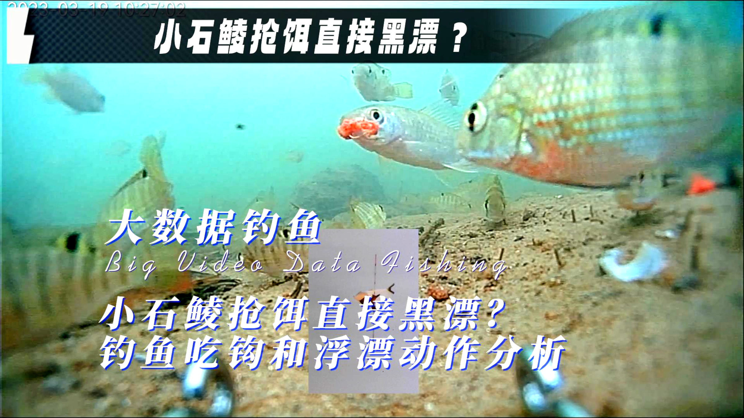 小石鲮抢饵直接黑漂?钓鱼吃钩和浮漂动作分析