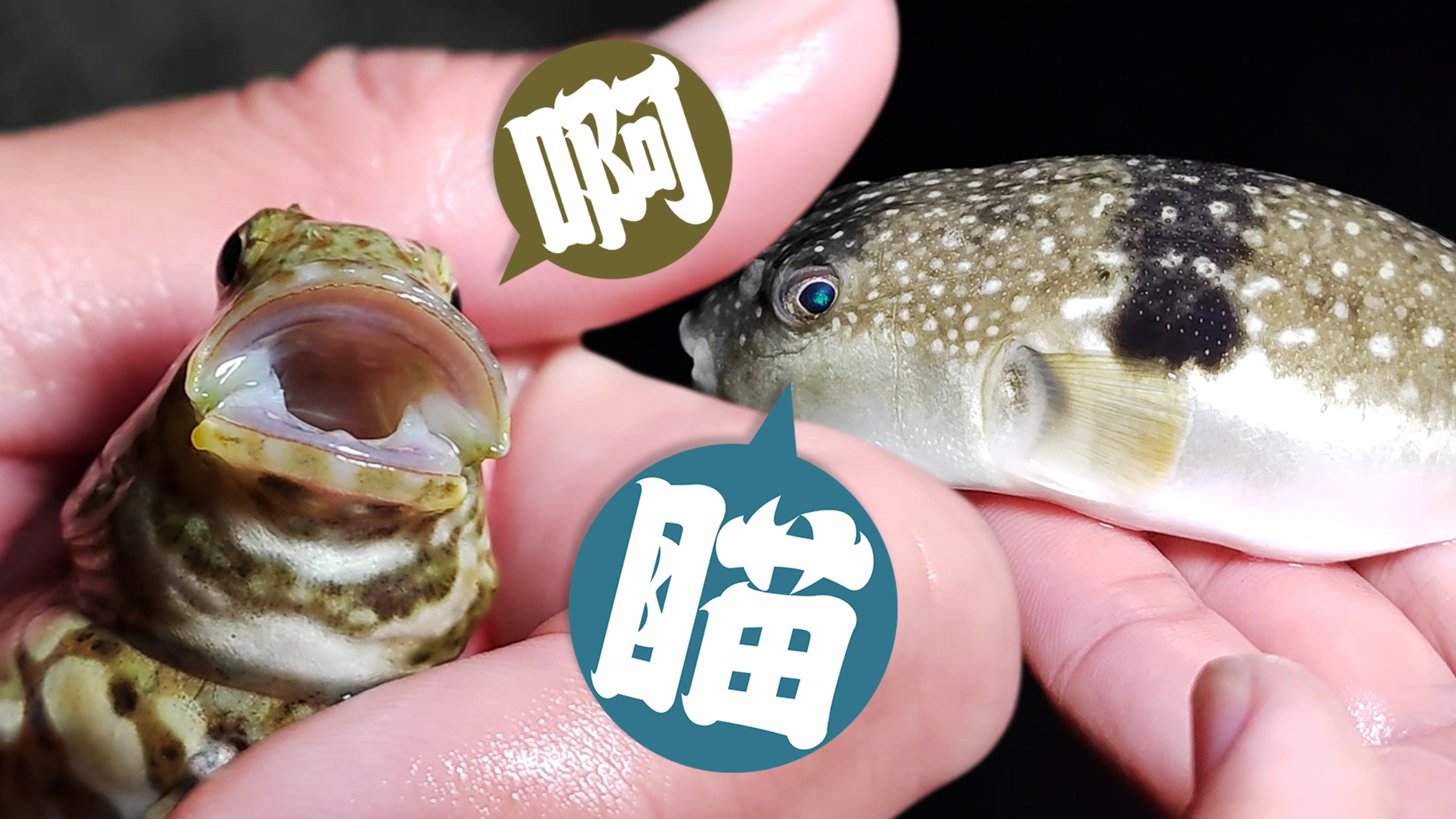 海南赶海都能遇到哪些鱼类?不仅有好吃的鳗鱼,还有好看的热带鱼