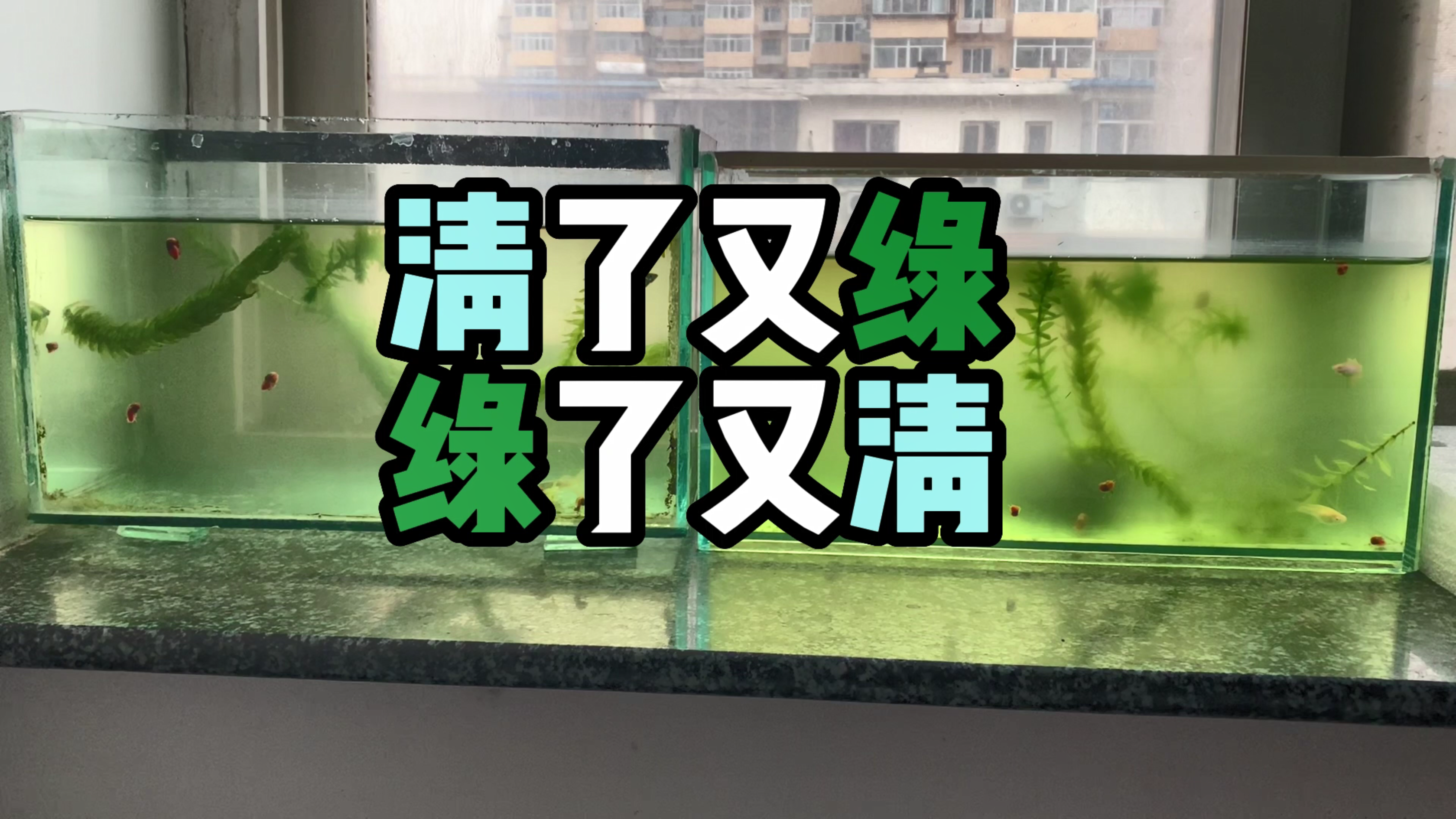 从四口小缸看鱼缸水变绿和转清;再聊变幻莫测的绿水