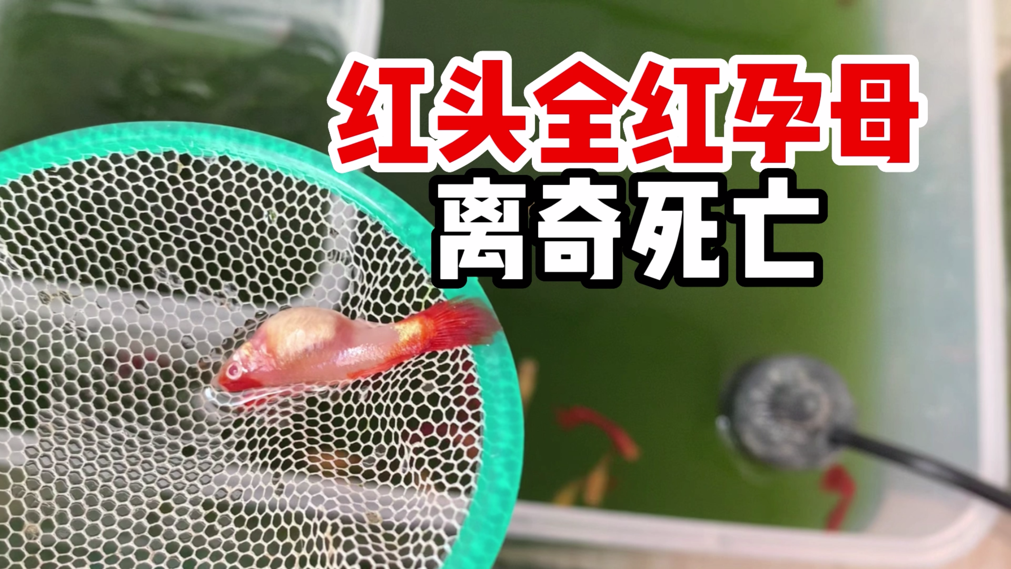 红头全红母鱼离奇死亡,黑白小鱼苗不要混养