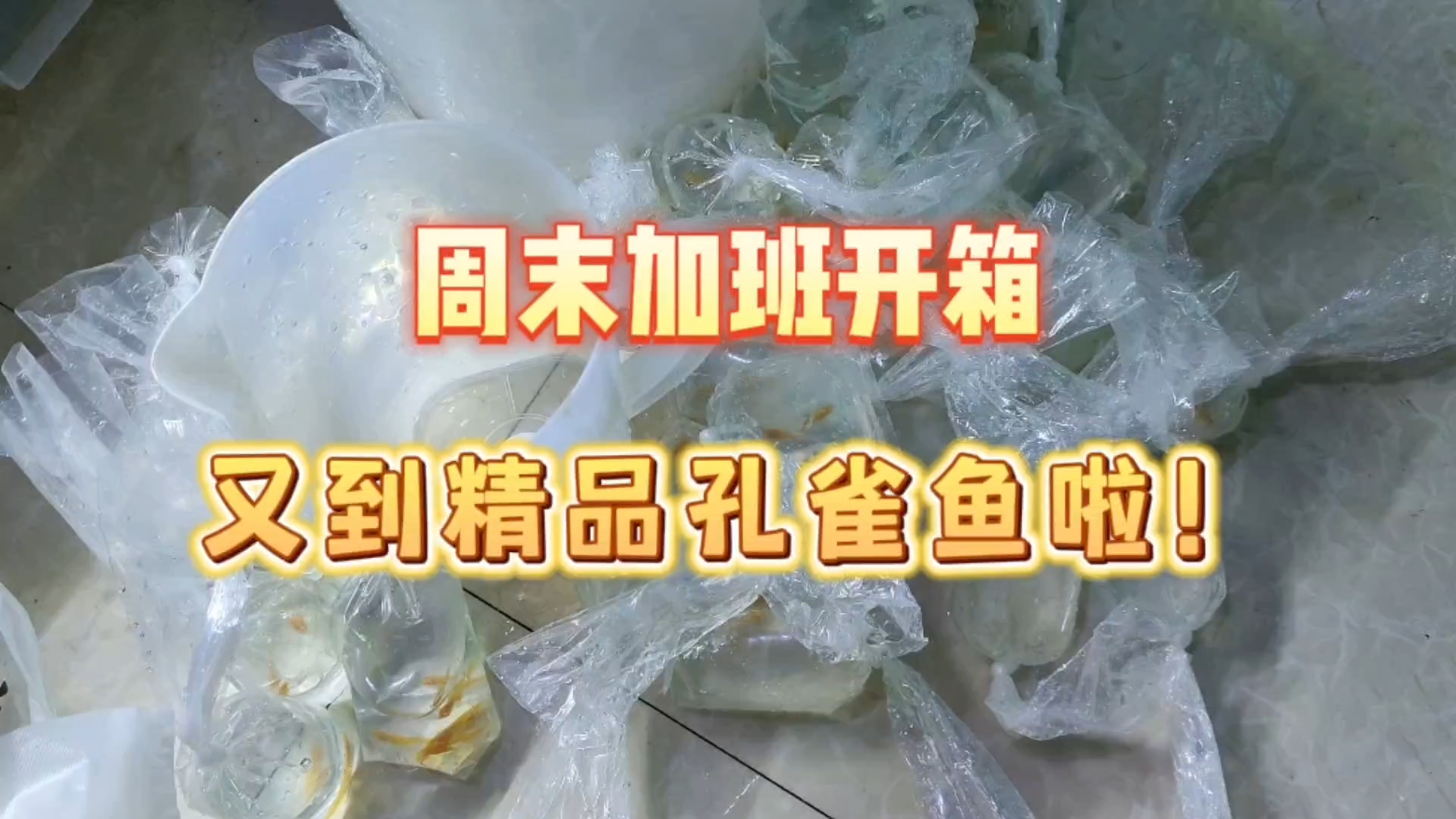 开箱!精品天空蓝孔雀鱼入缸!周末休息的计划又泡汤了!