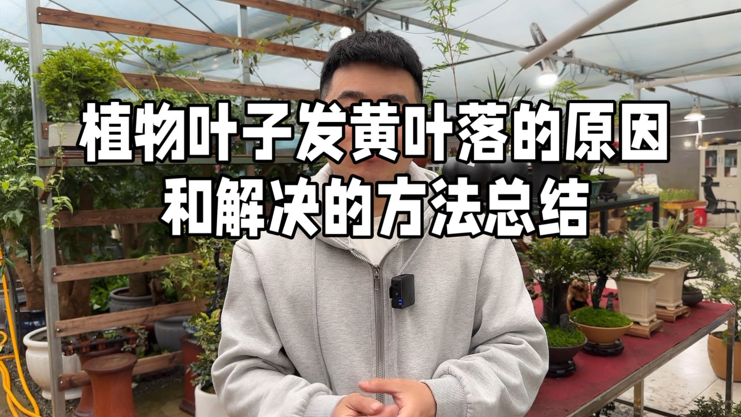 植物叶子发黄叶落的原因 和解决的方法总结