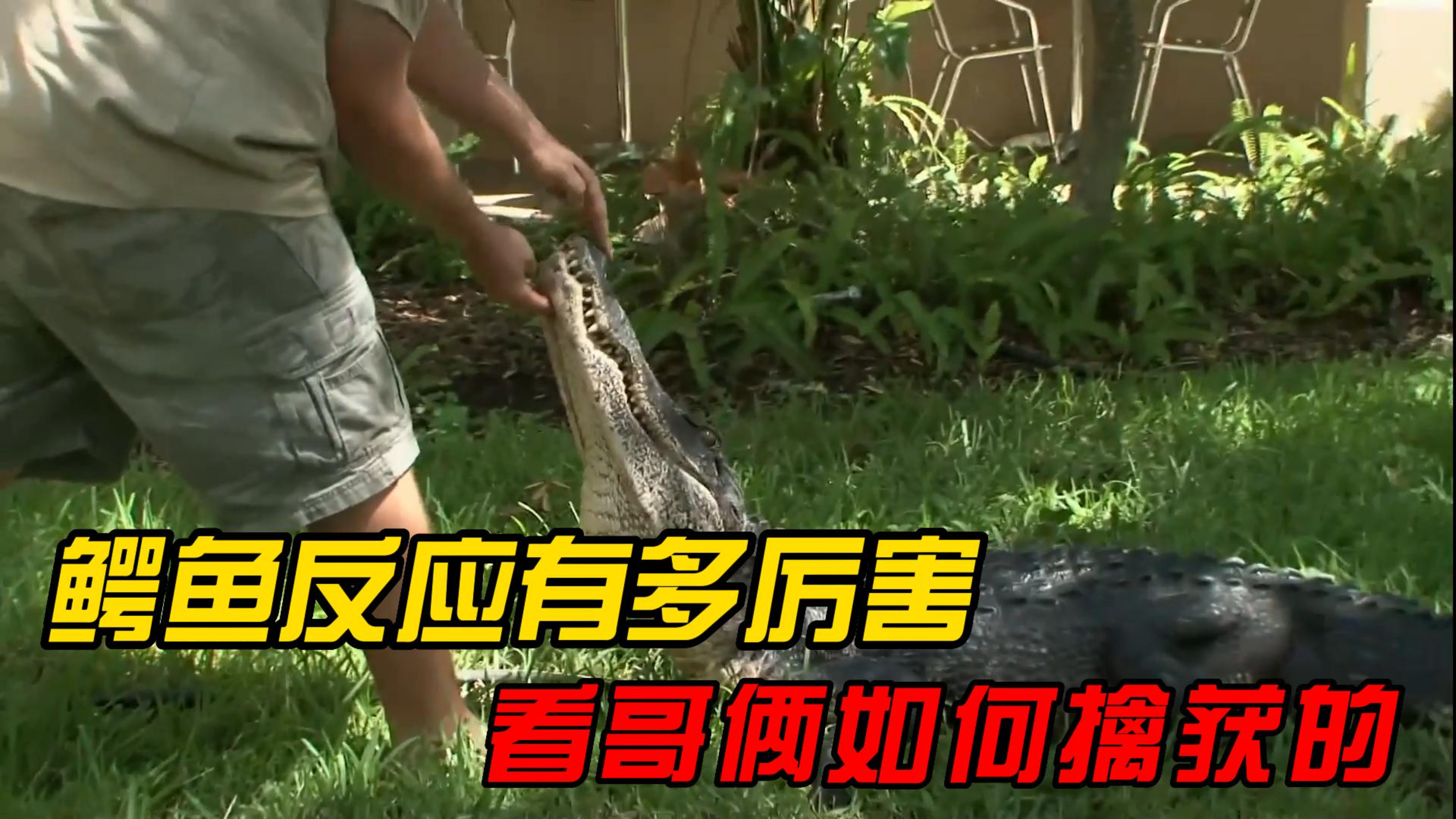 短吻鳄的反应有多厉害,看捕鳄兄弟俩是怎么抓住他的