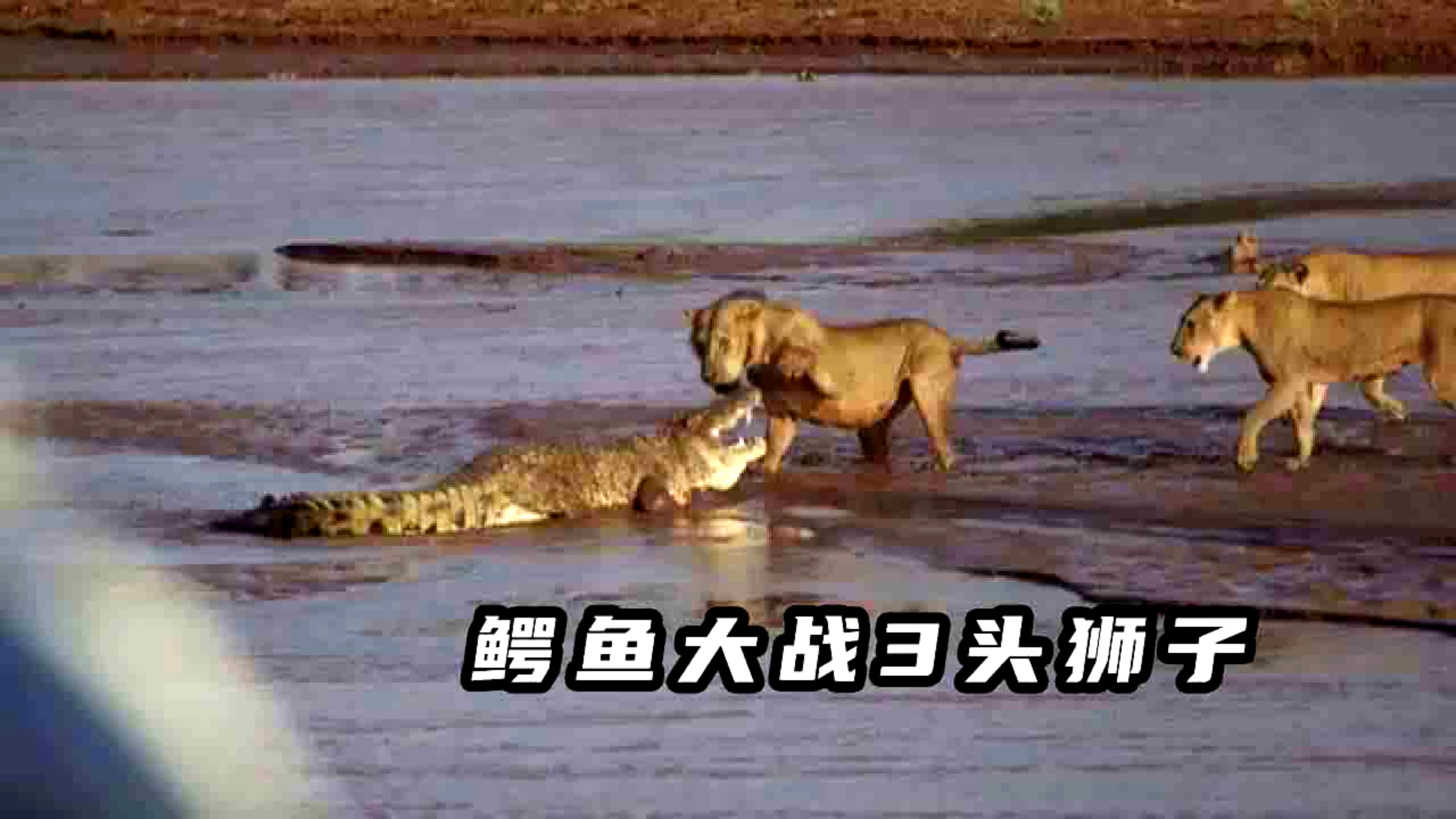 鳄鱼大战3头狮子,在鳄鱼的一亩三分地,两大王者的强强对决!
