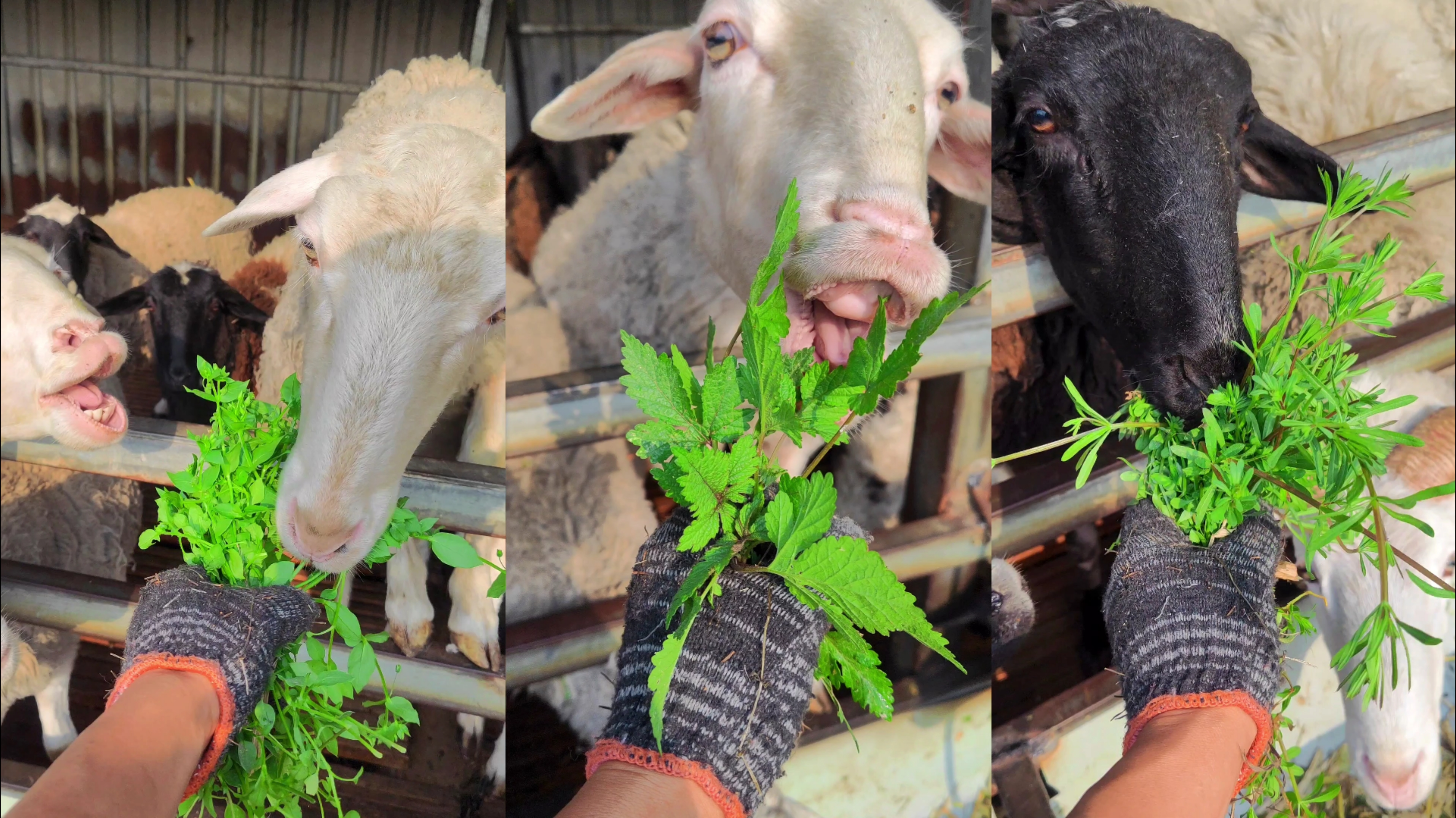 羊爱吃的七种野草,根据营养做个排名,看看哪种野草是第一名?