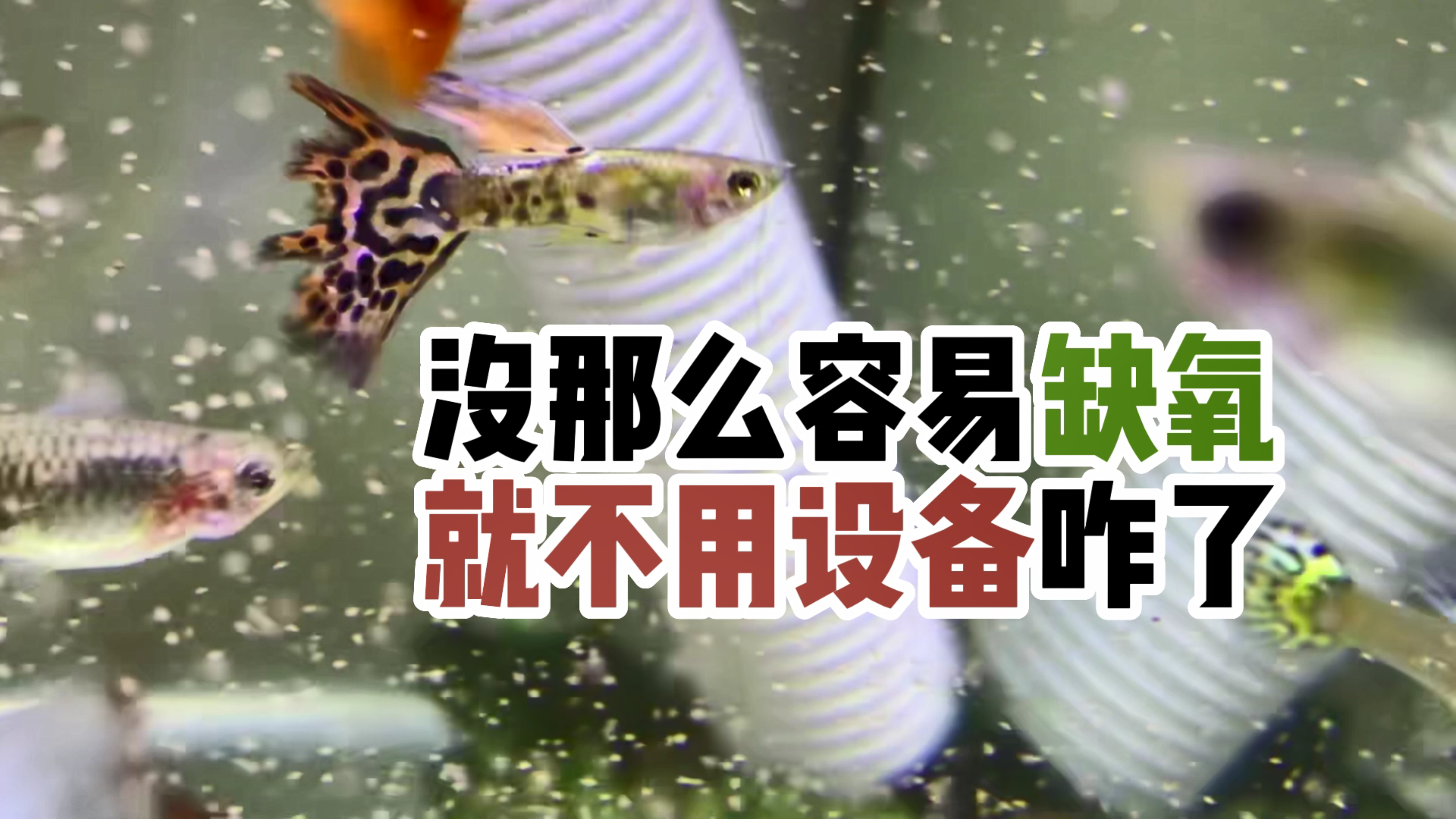 鱼儿没那么容易缺氧 | 养孔雀鱼,我就是不用设备,我就用静水