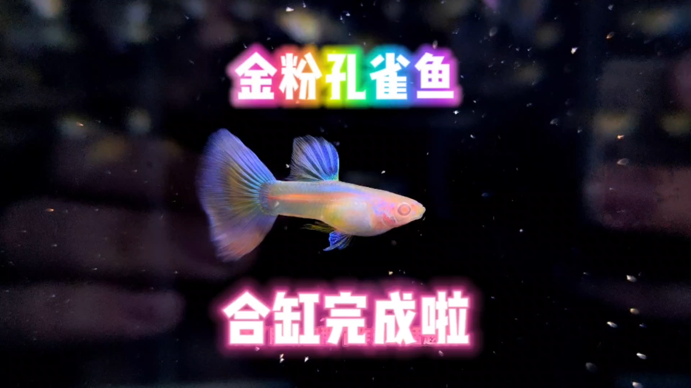 给鱼友们团购的金粉孔雀鱼合缸完成啦!平时买鱼一定要擦亮眼睛哦