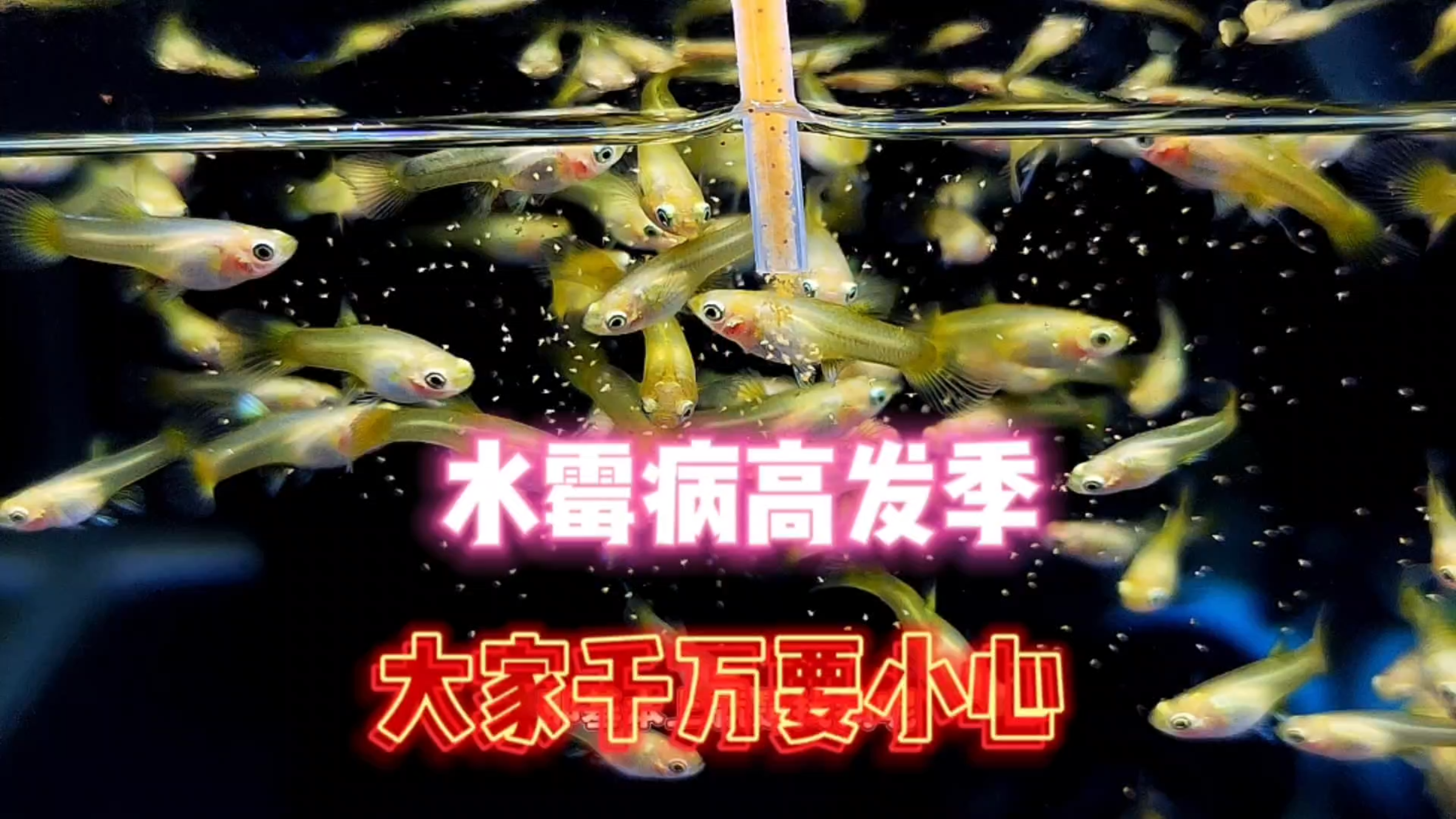 一定要注意!孔雀鱼已经到水霉病高发期了!及时预防和治疗!