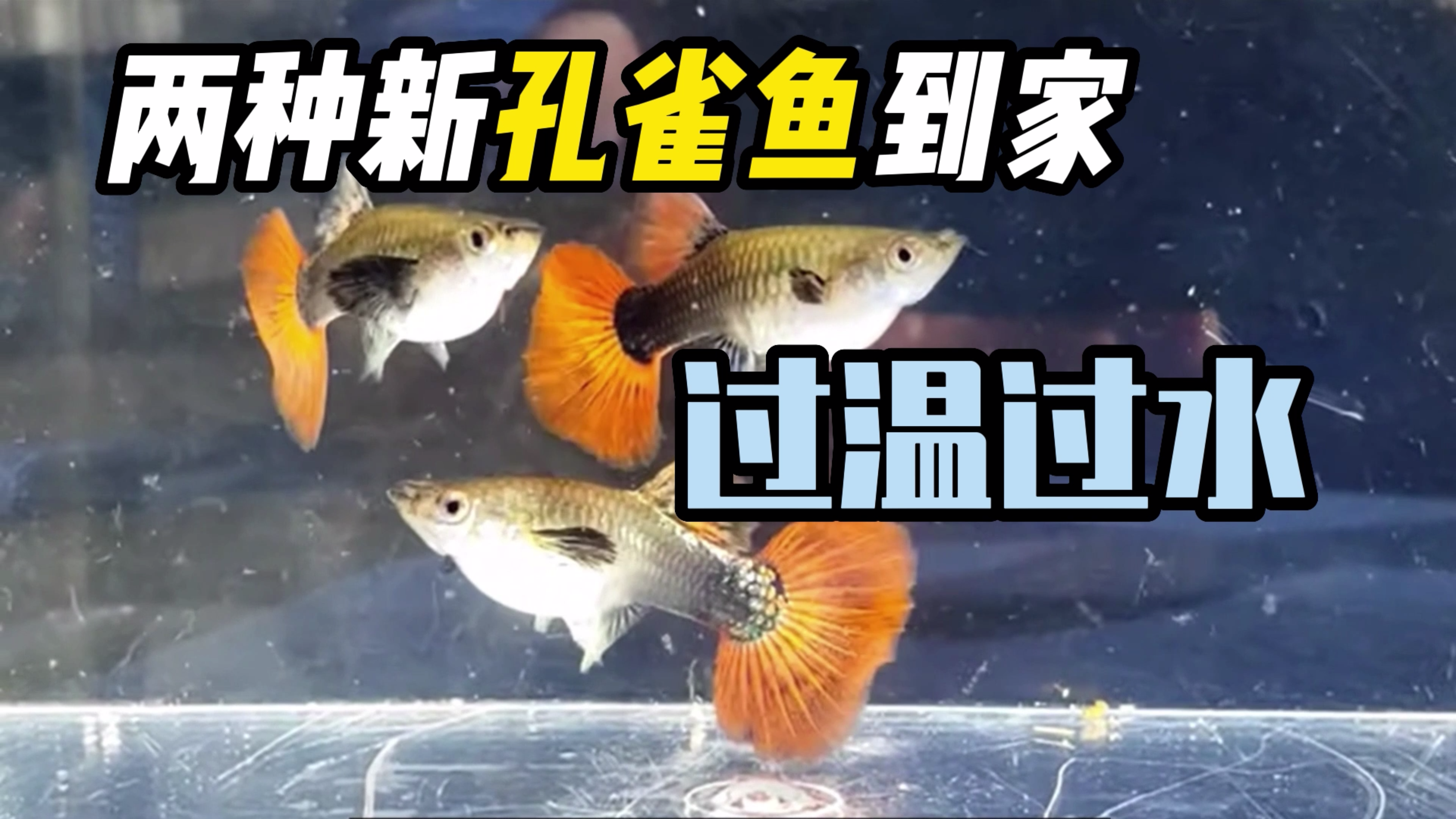 新孔雀鱼到家过温过水 | 紫色大耳马赛克 | 红尾白金大耳